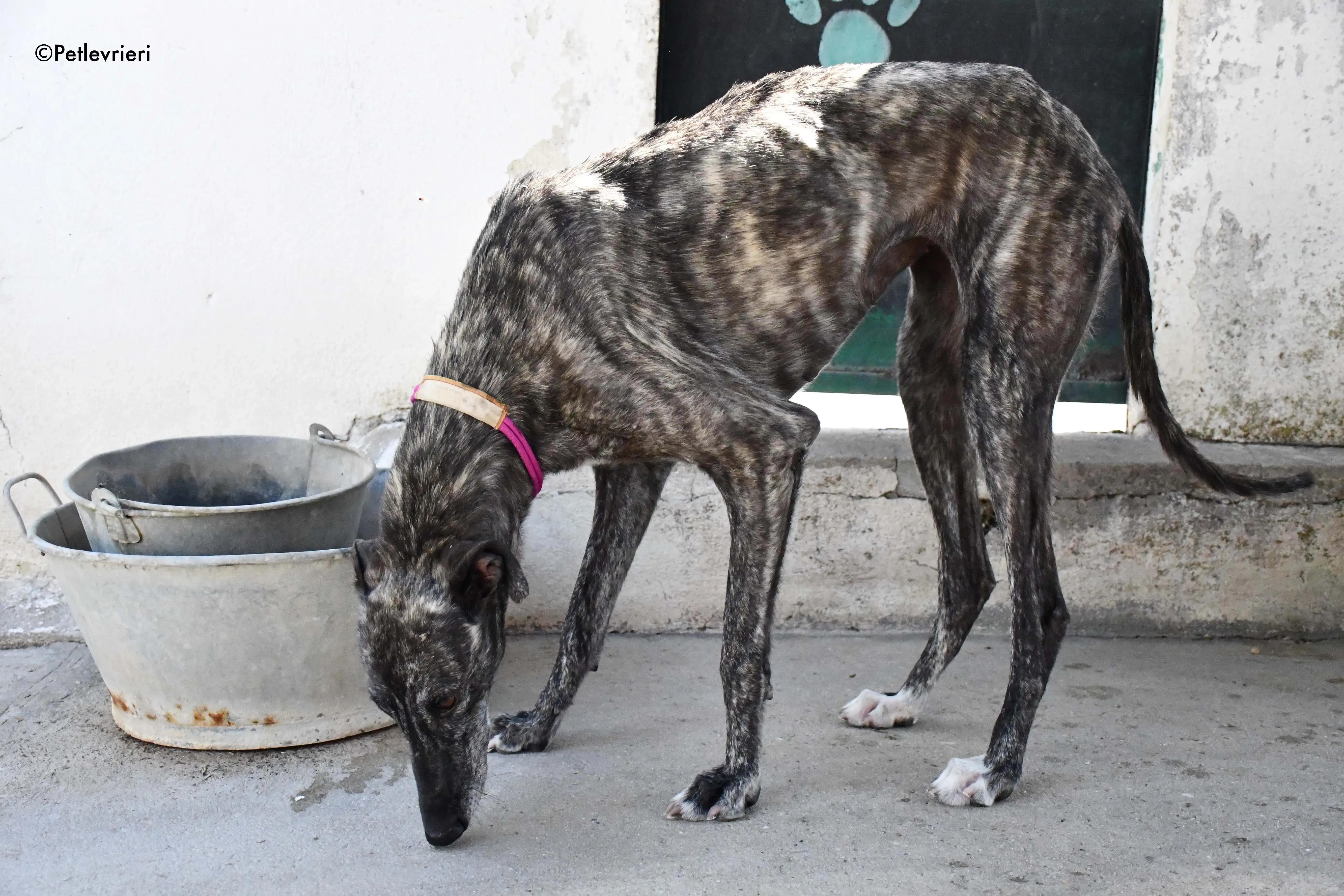 fanta adozione levrieri galgo 5