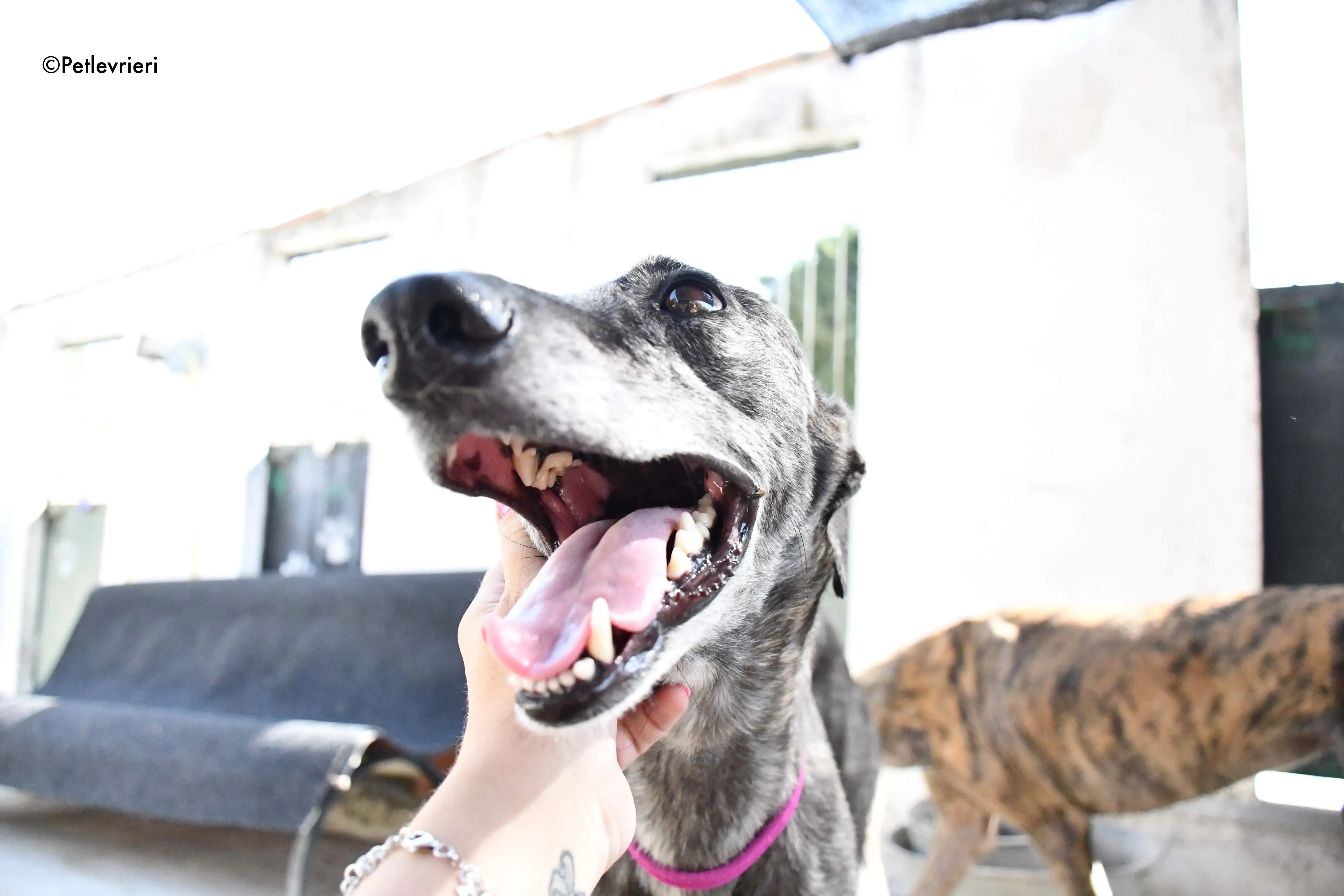 fanta adozione levrieri galgo 6