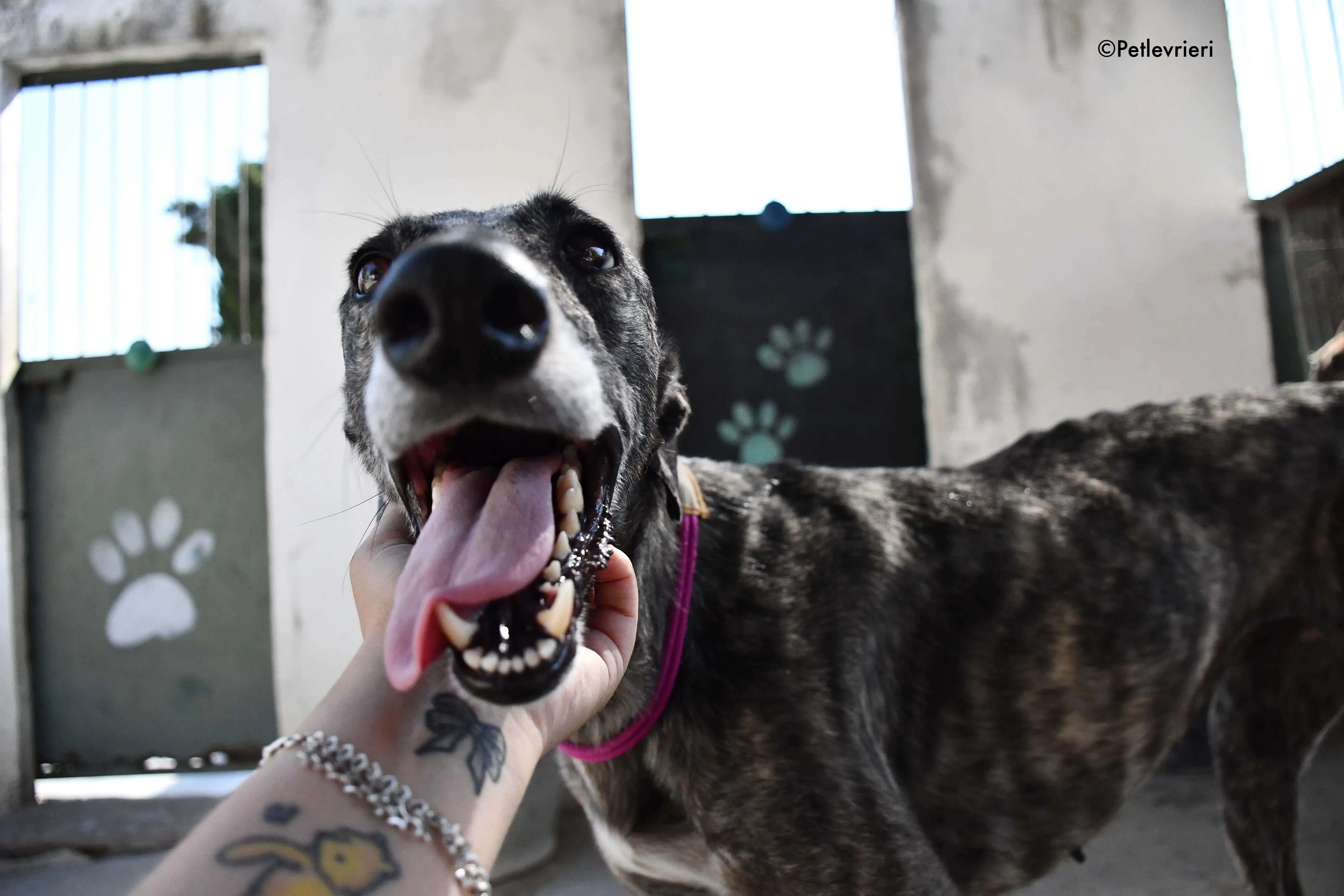 fanta adozione levrieri galgo 7