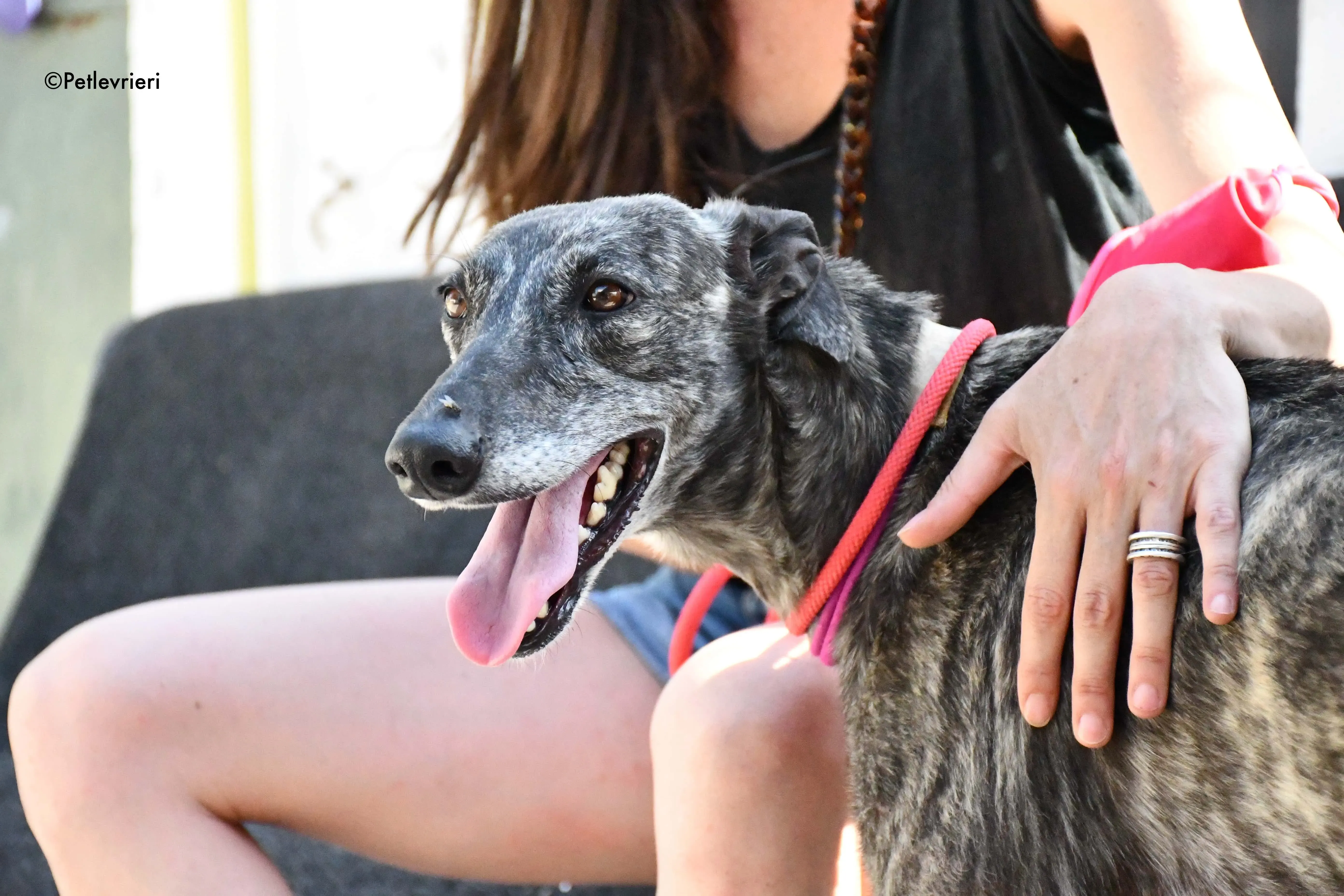 fanta adozione levrieri galgo 8