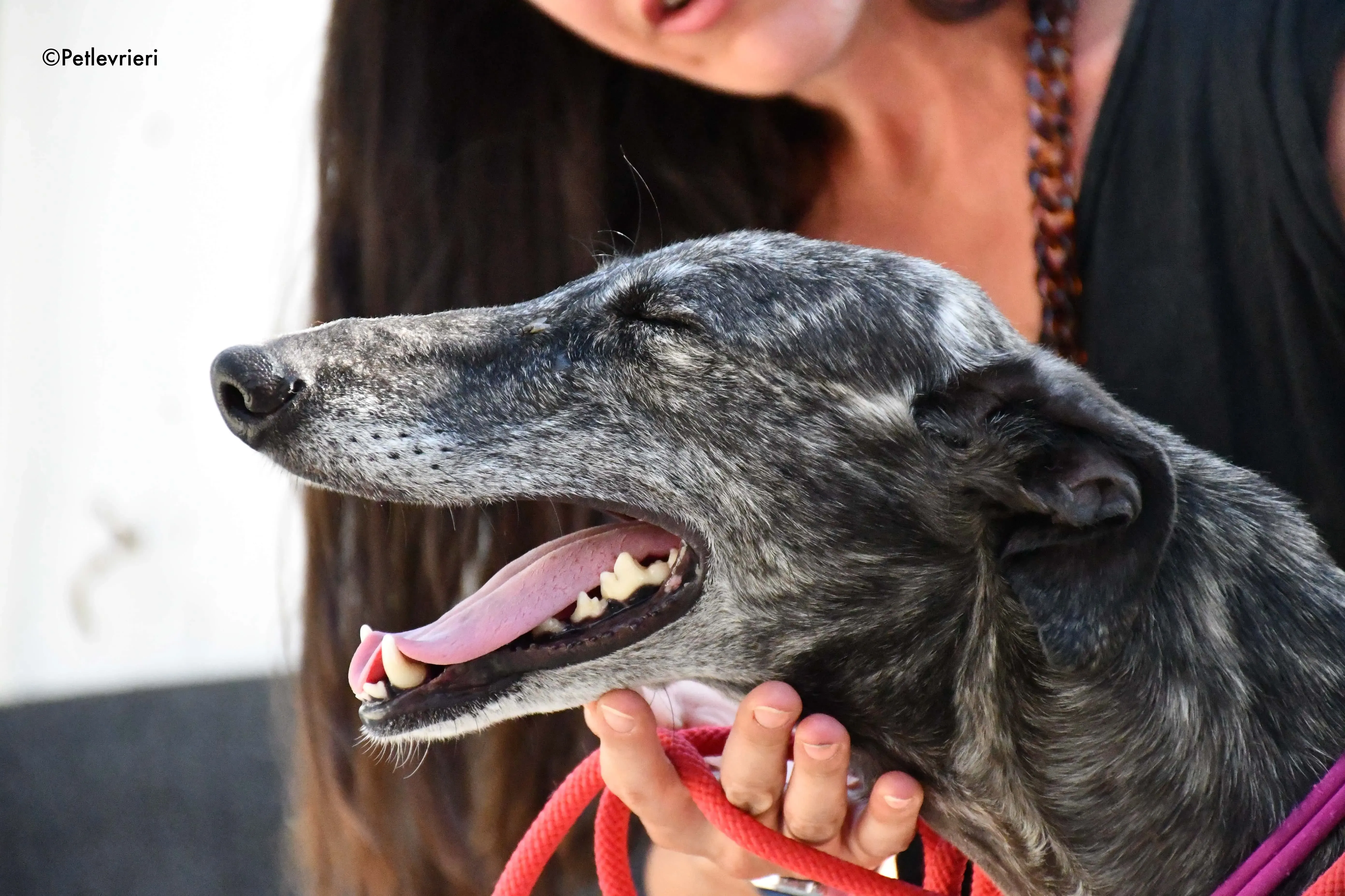 fanta adozione levrieri galgo 9