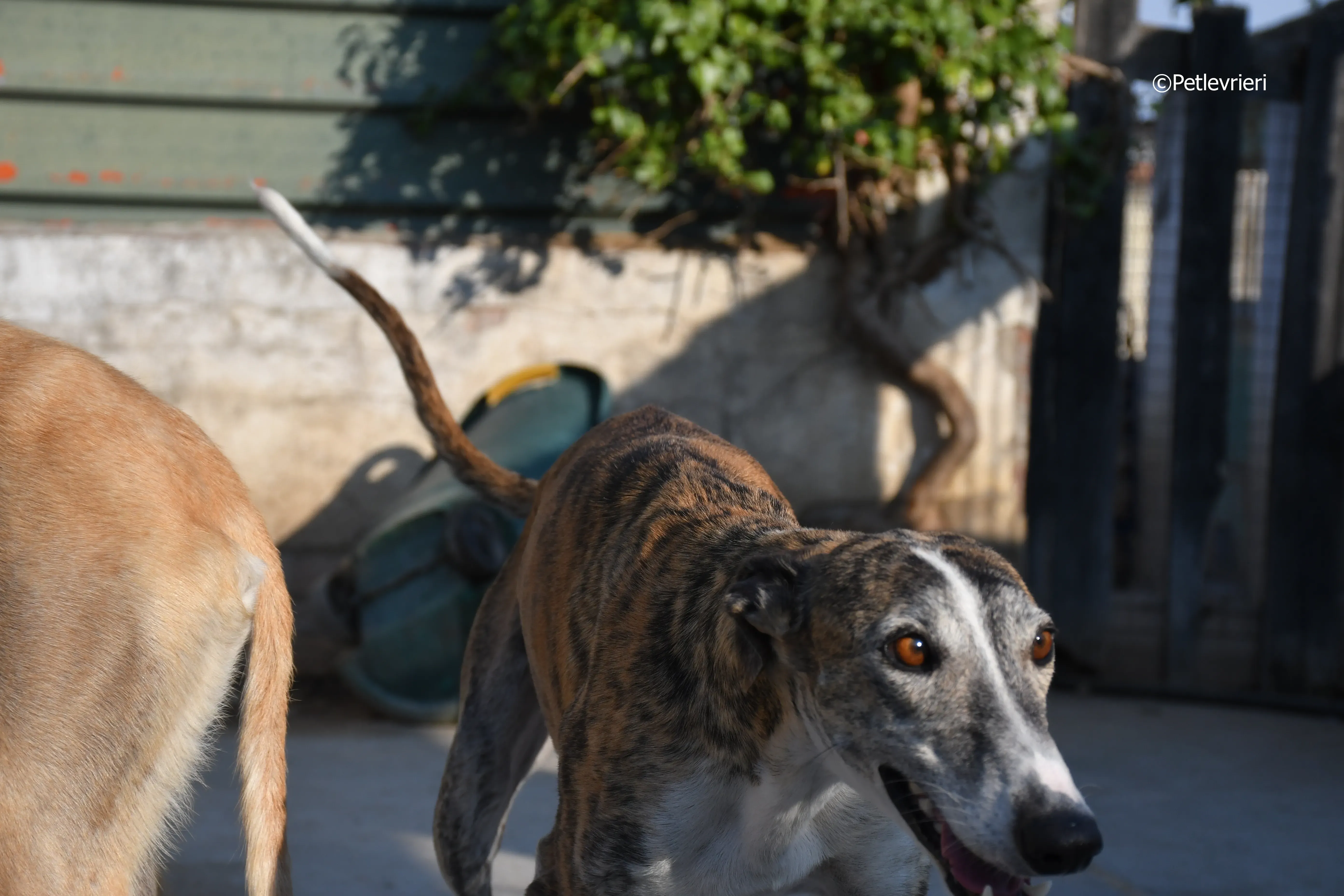 fantasiosa adozione levrieri galgo 1