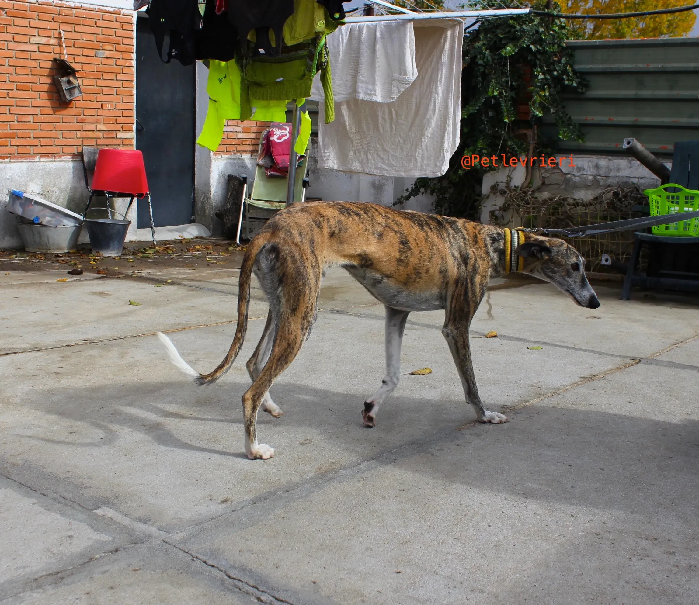 fantasiosa adozione levrieri galgo 11