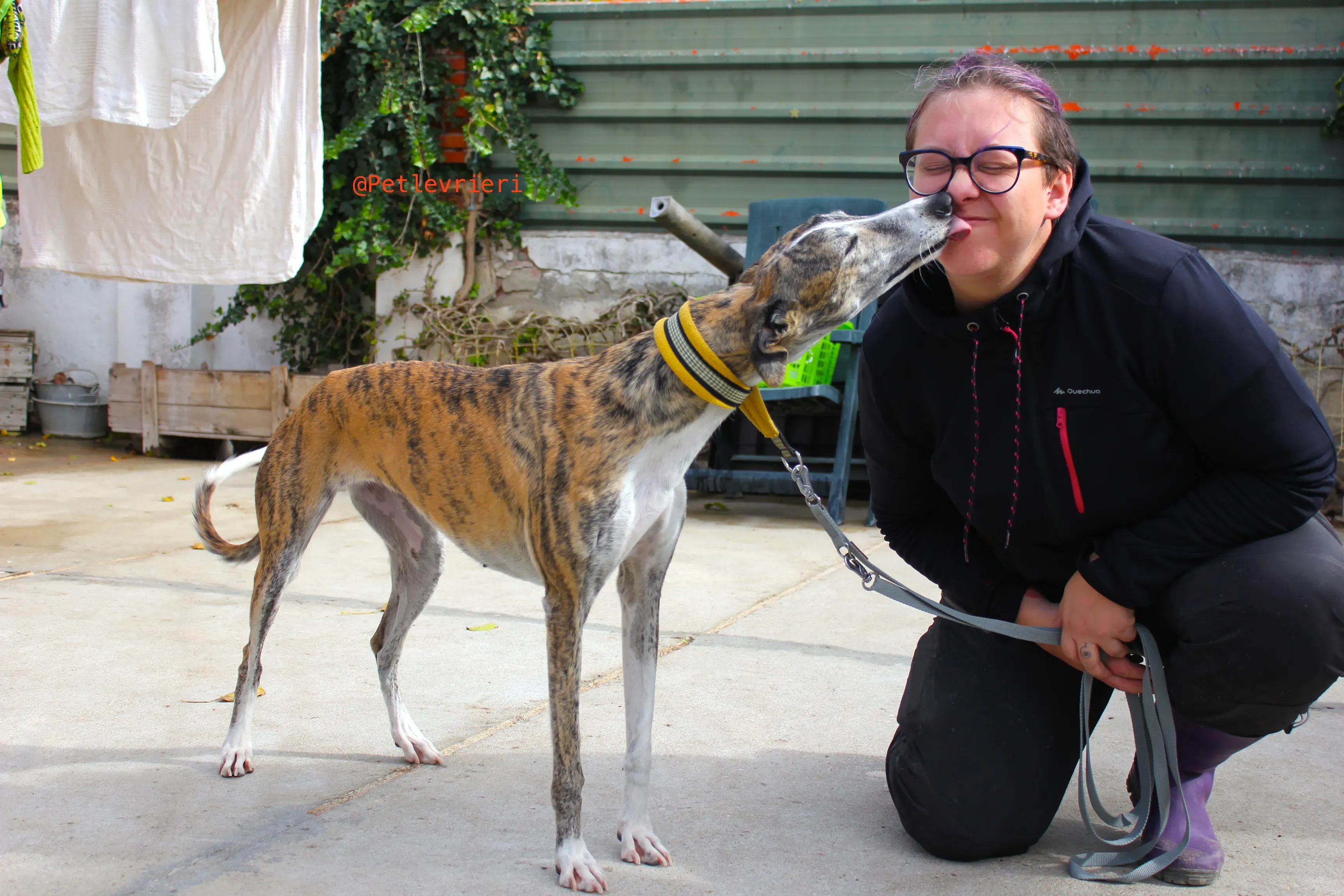 fantasiosa adozione levrieri galgo 12