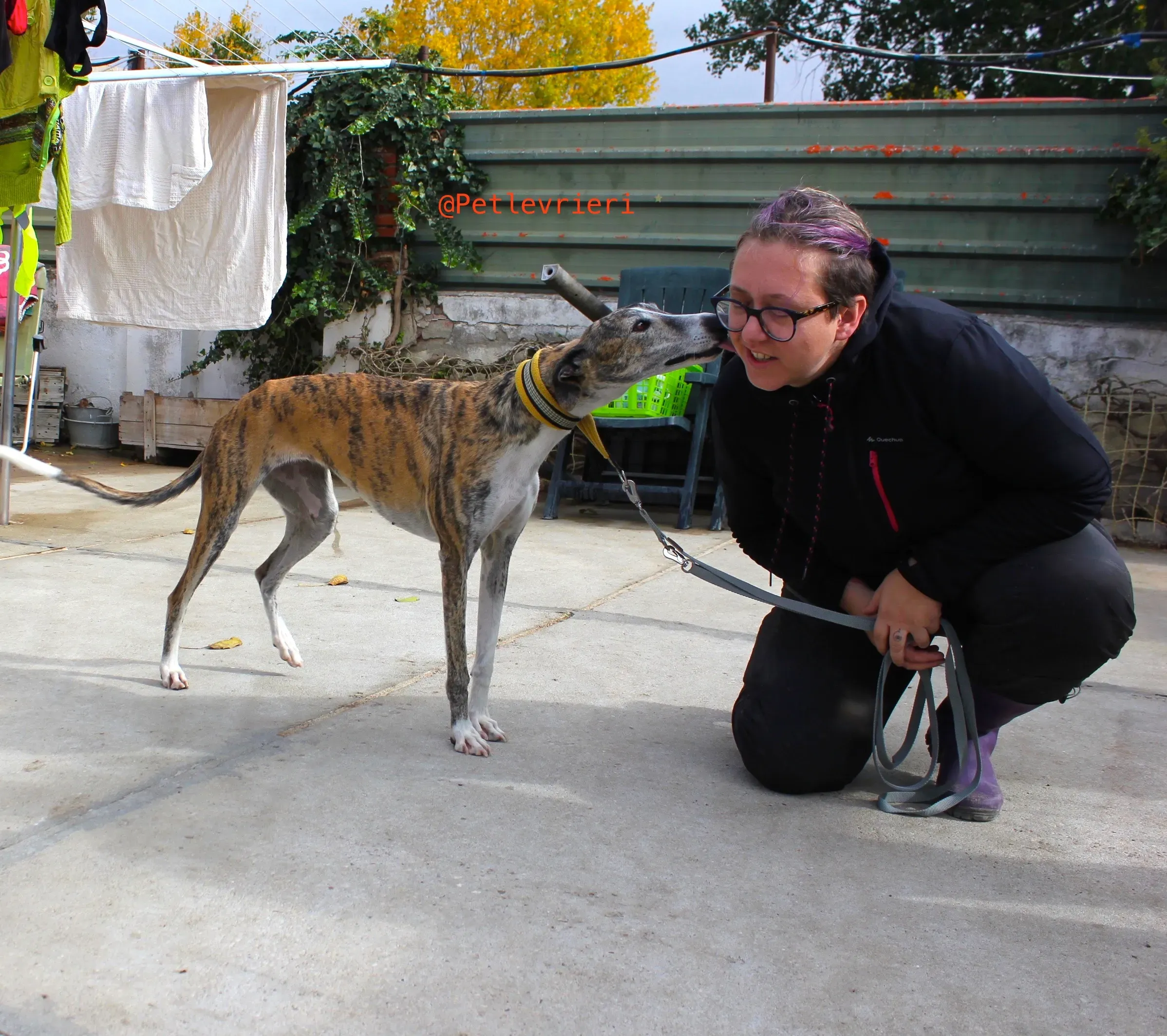 fantasiosa adozione levrieri galgo 13