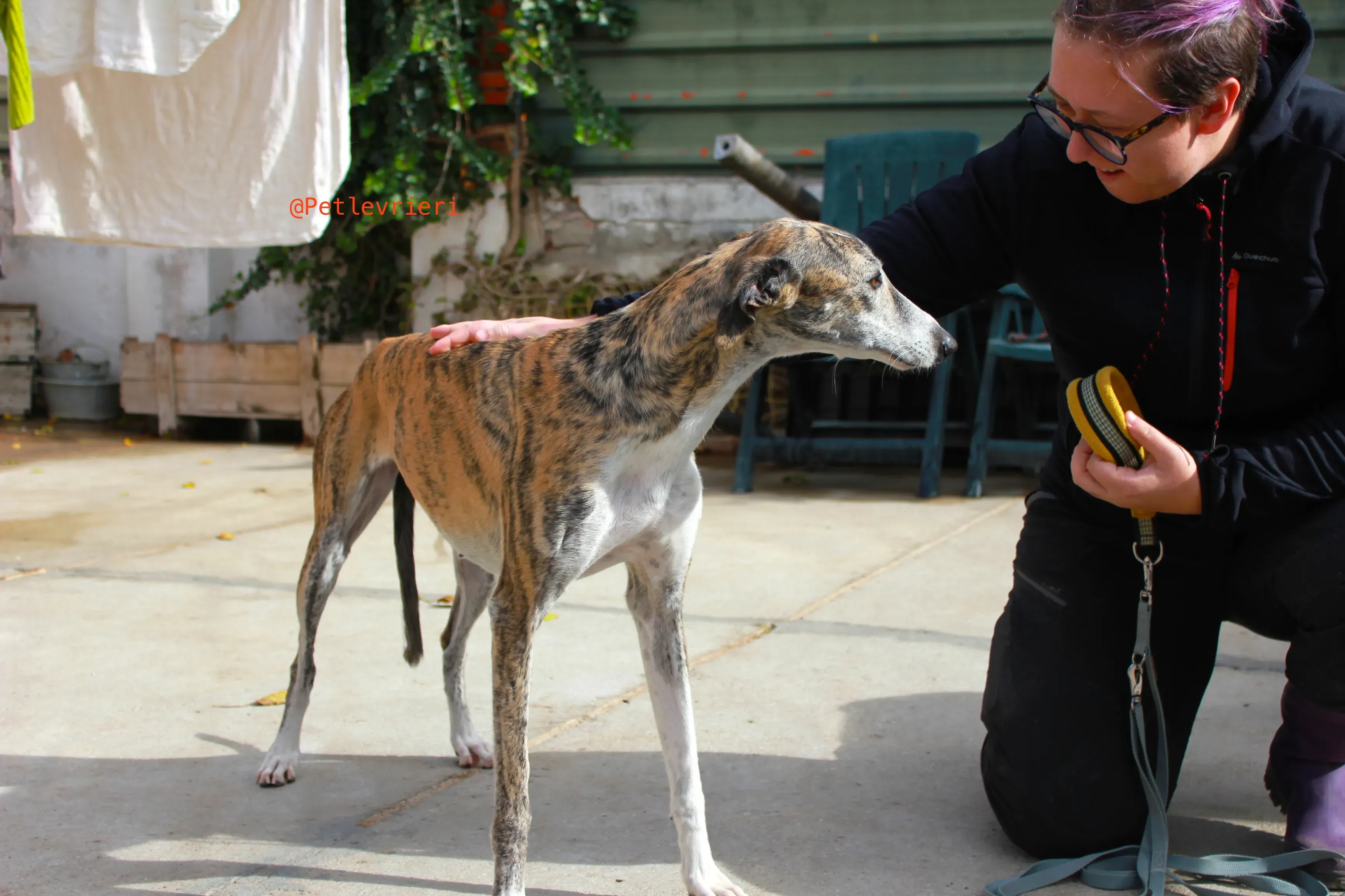 fantasiosa adozione levrieri galgo 14