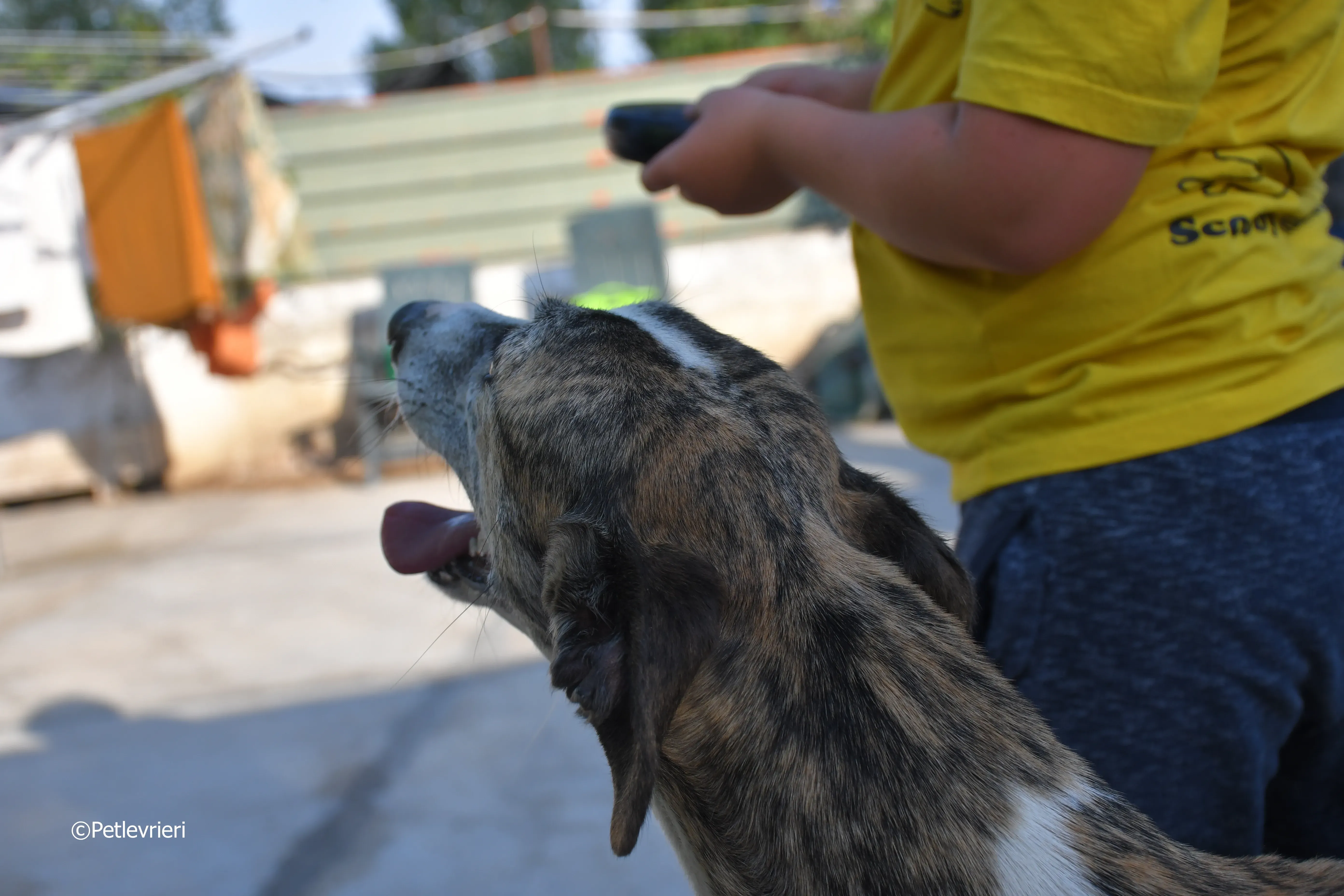 fantasiosa adozione levrieri galgo 2