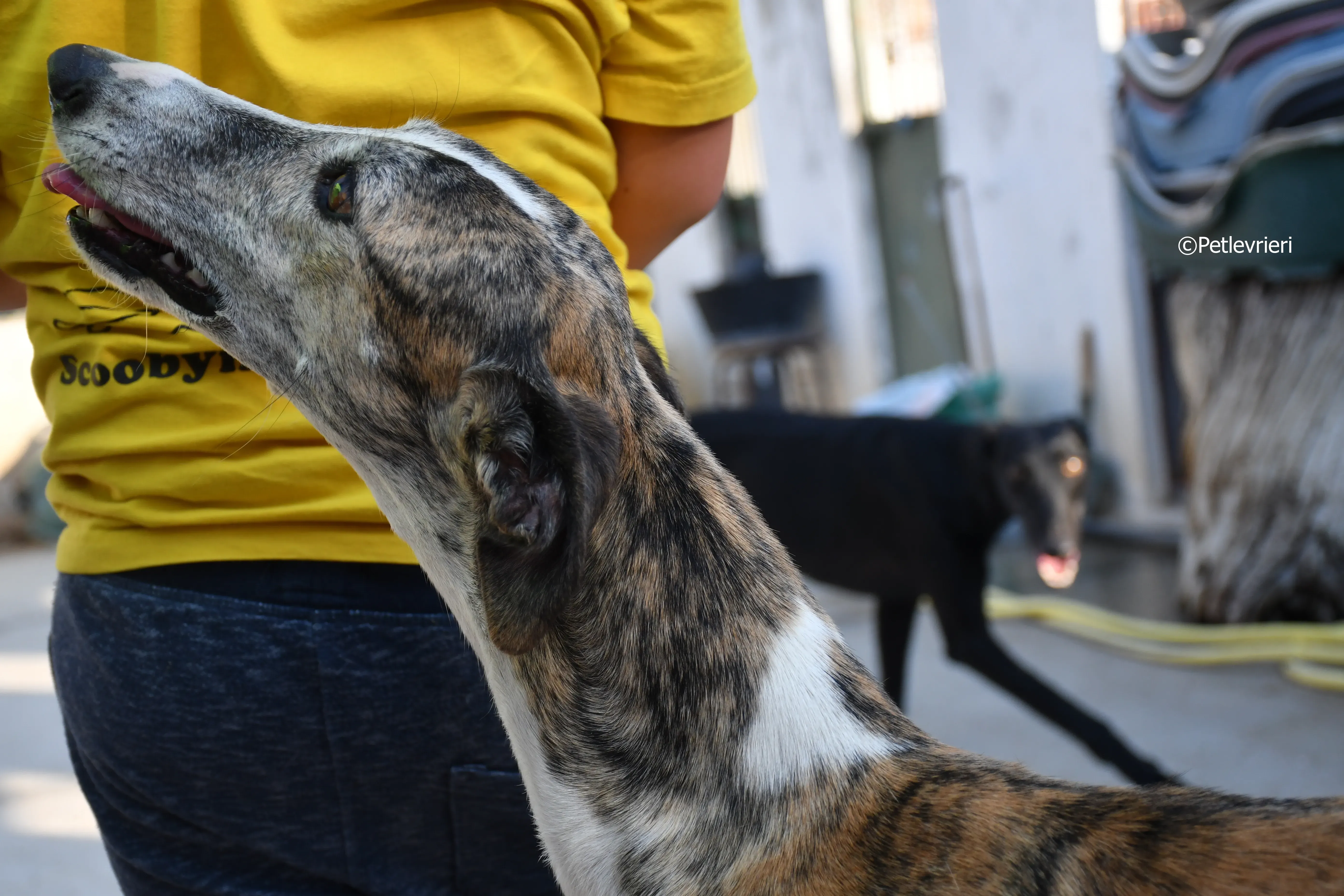 fantasiosa adozione levrieri galgo 3