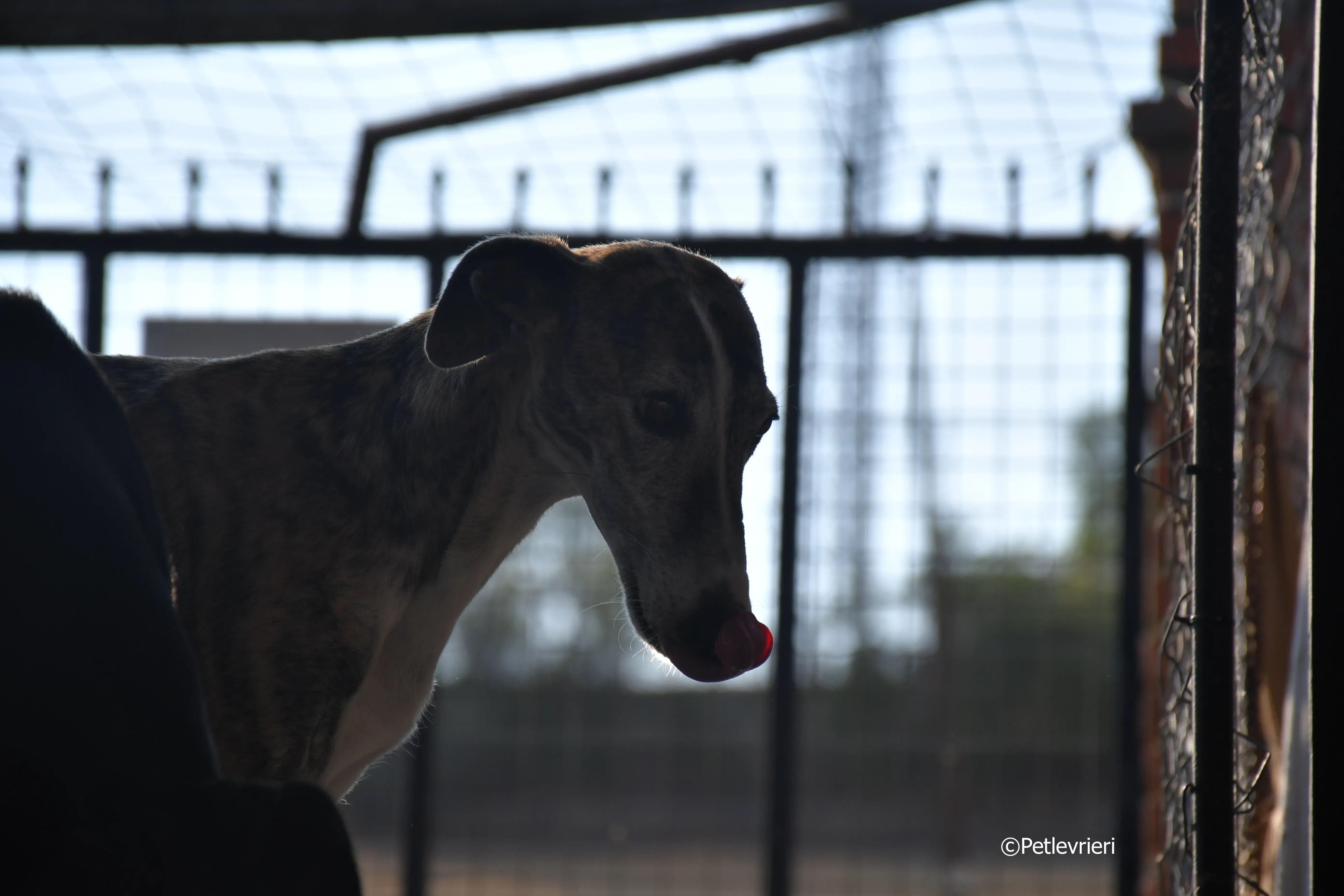 fantasiosa adozione levrieri galgo 4