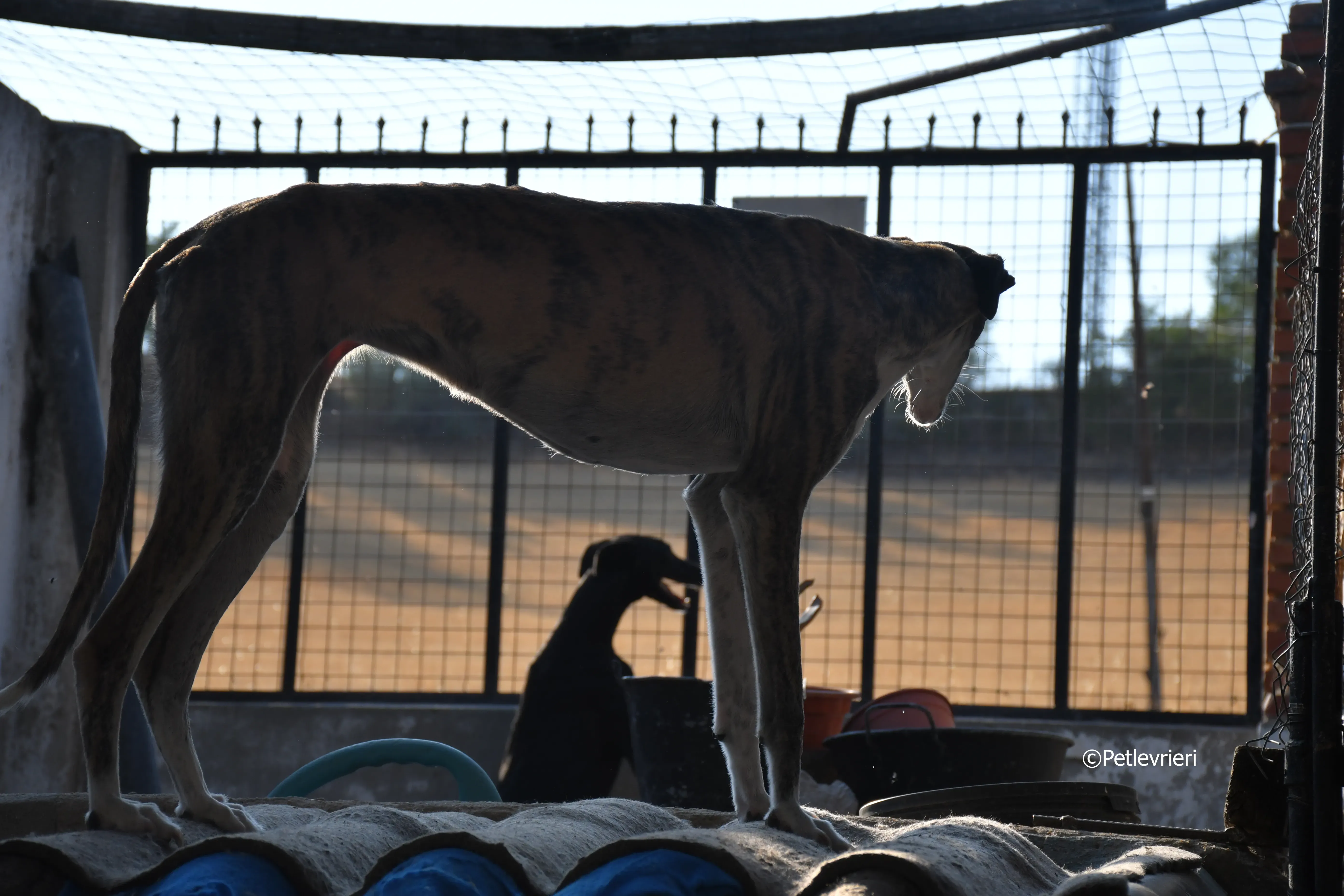 fantasiosa adozione levrieri galgo 5