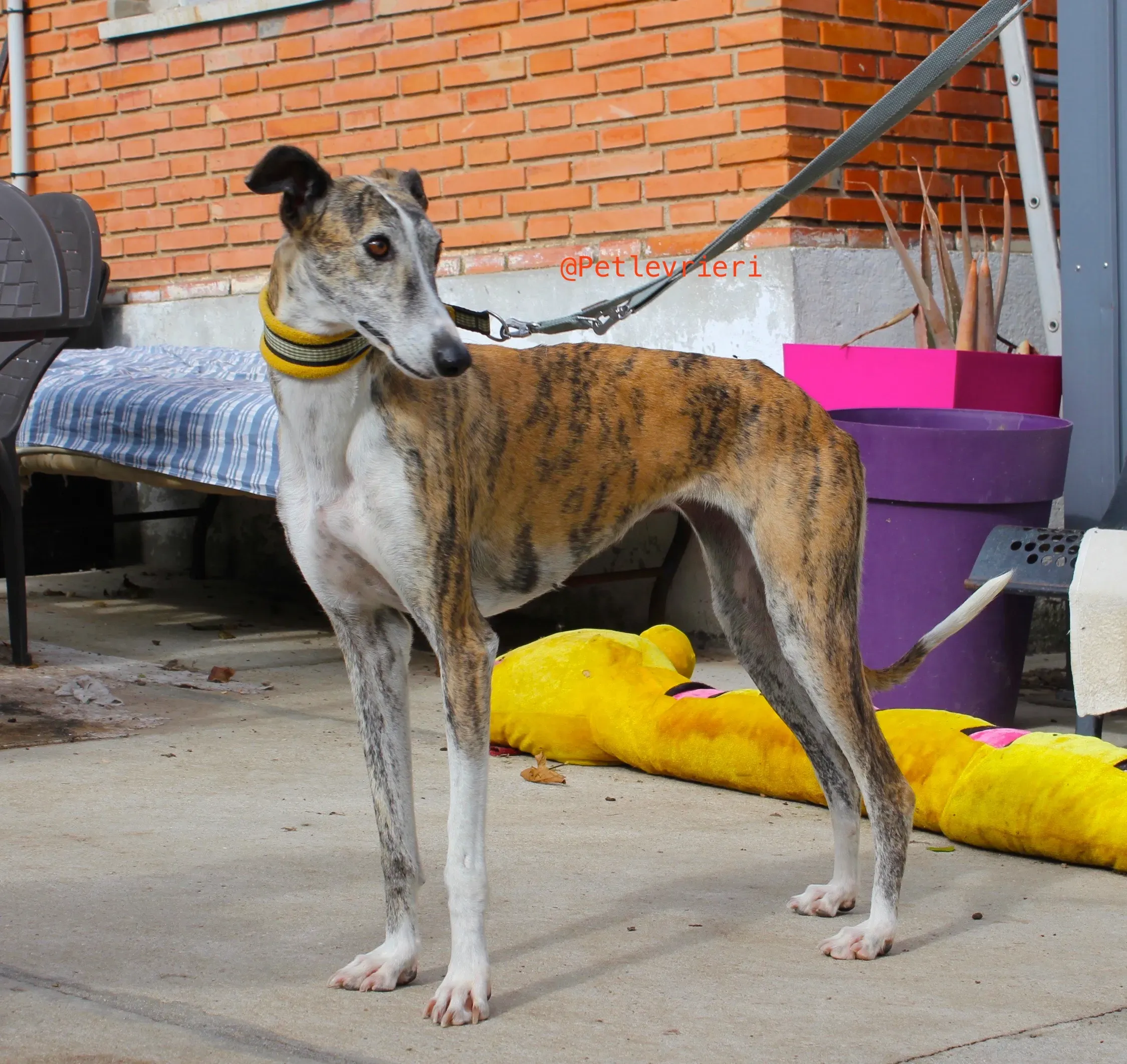 fantasiosa adozione levrieri galgo 2