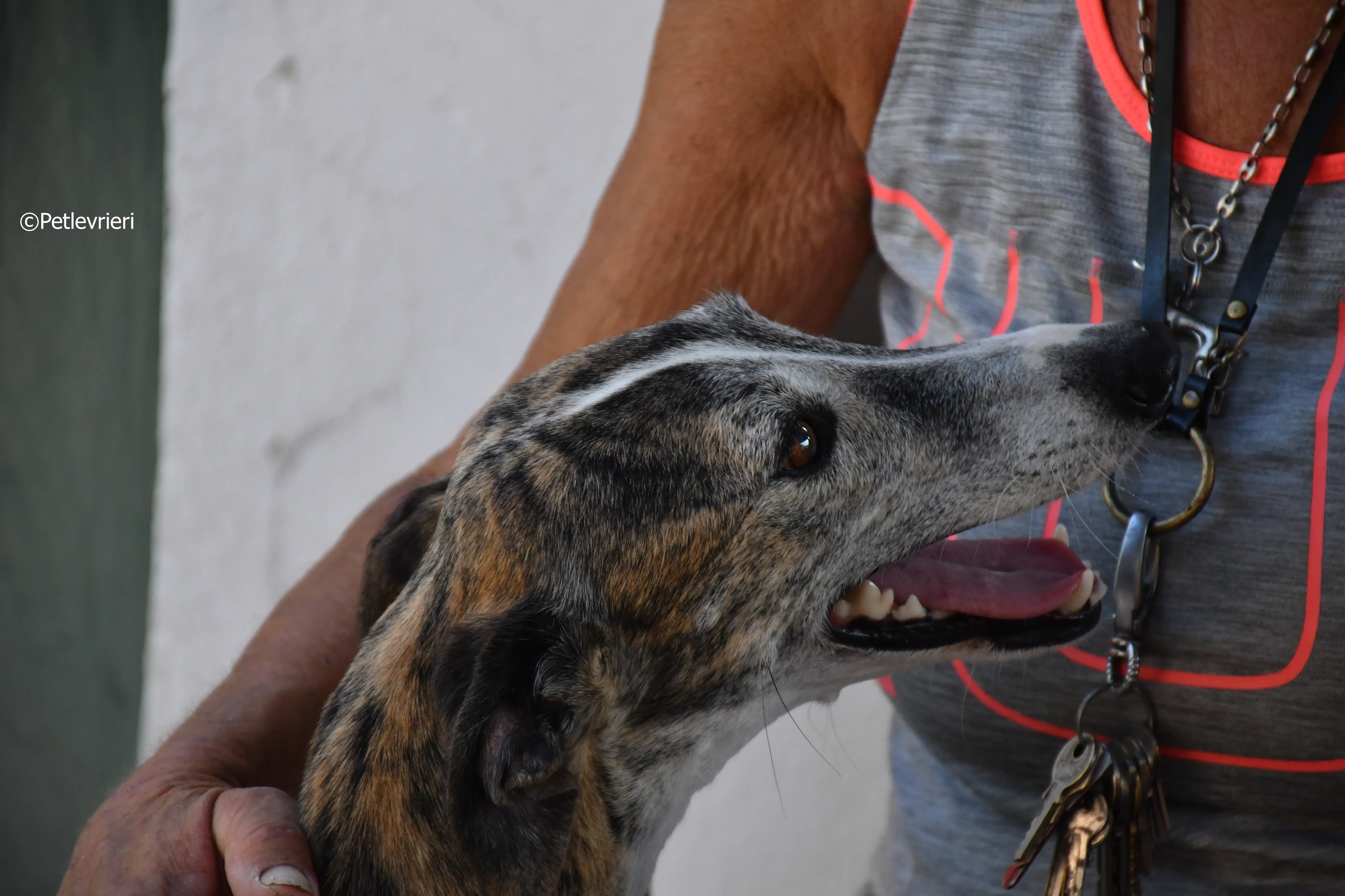 fantasiosa adozione levrieri galgo 7