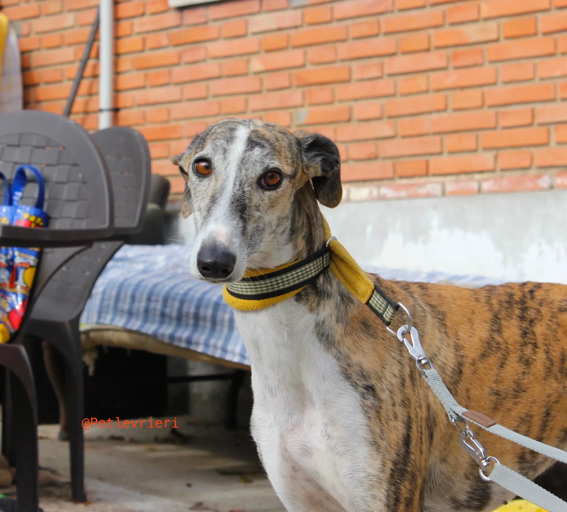 fantasiosa adozione levrieri galgo 3