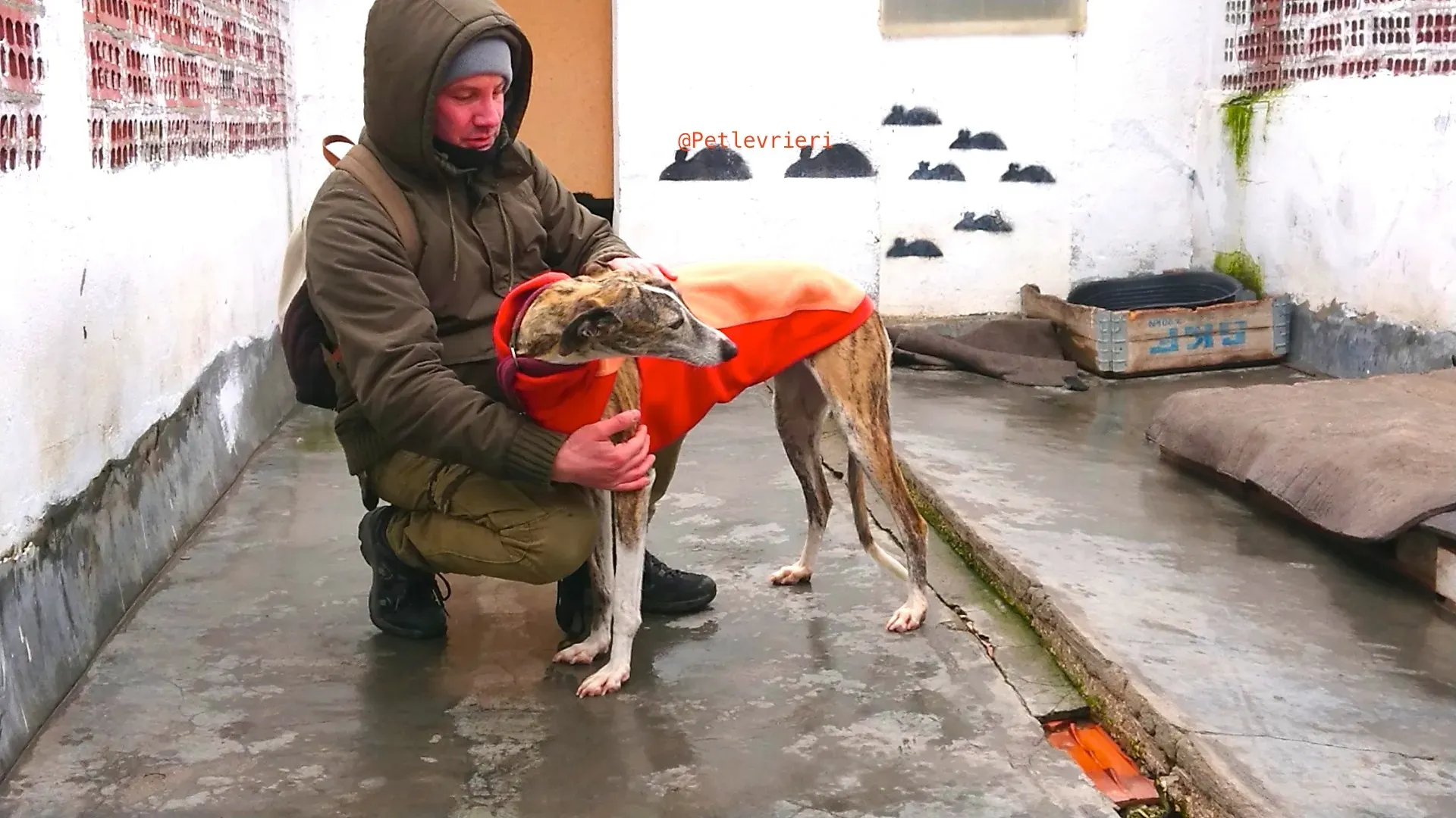 fantasiosa adozione levrieri galgo 31