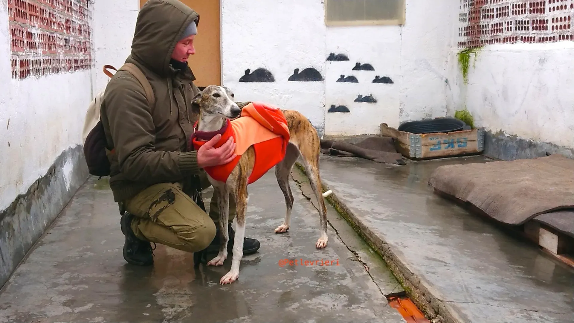 fantasiosa adozione levrieri galgo 32