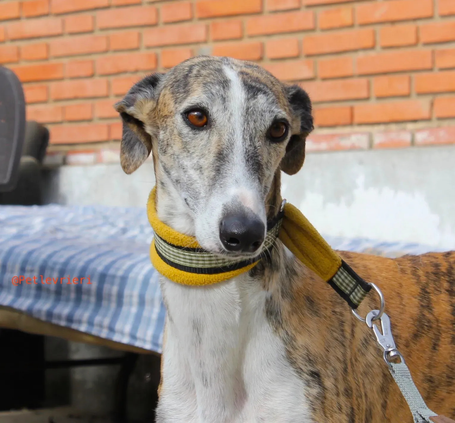 fantasiosa adozione levrieri galgo 4