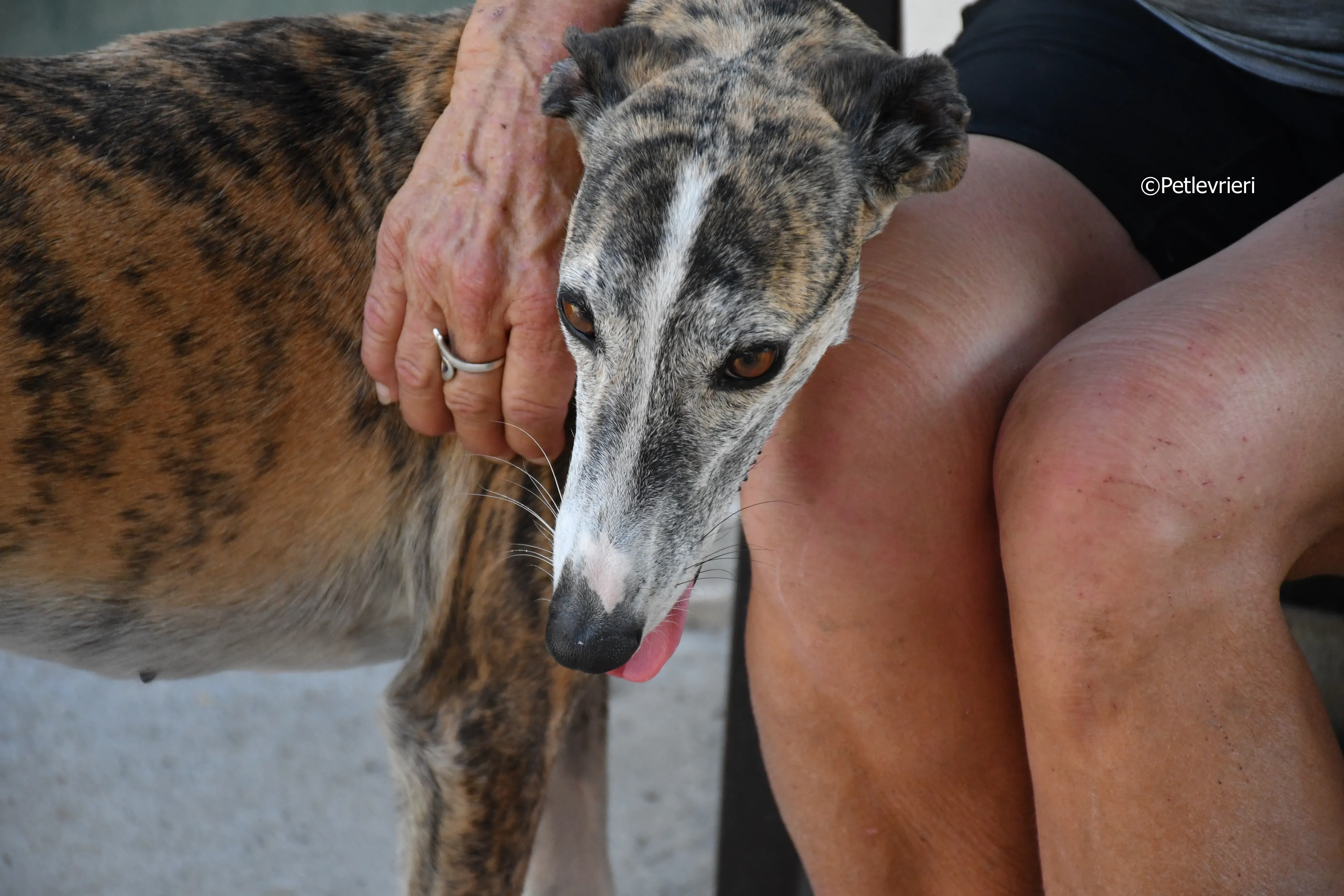 fantasiosa adozione levrieri galgo 6