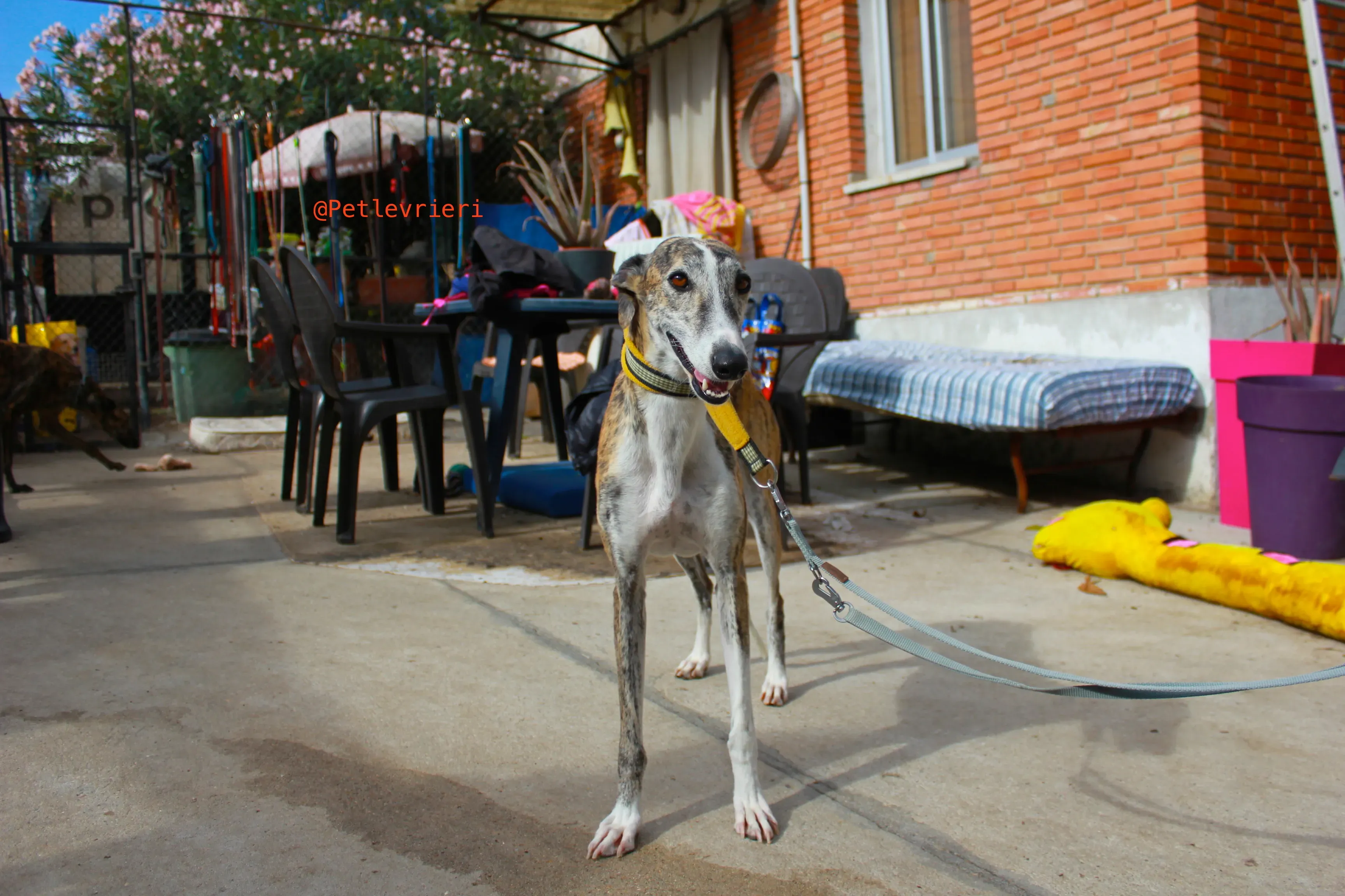 fantasiosa adozione levrieri galgo 8