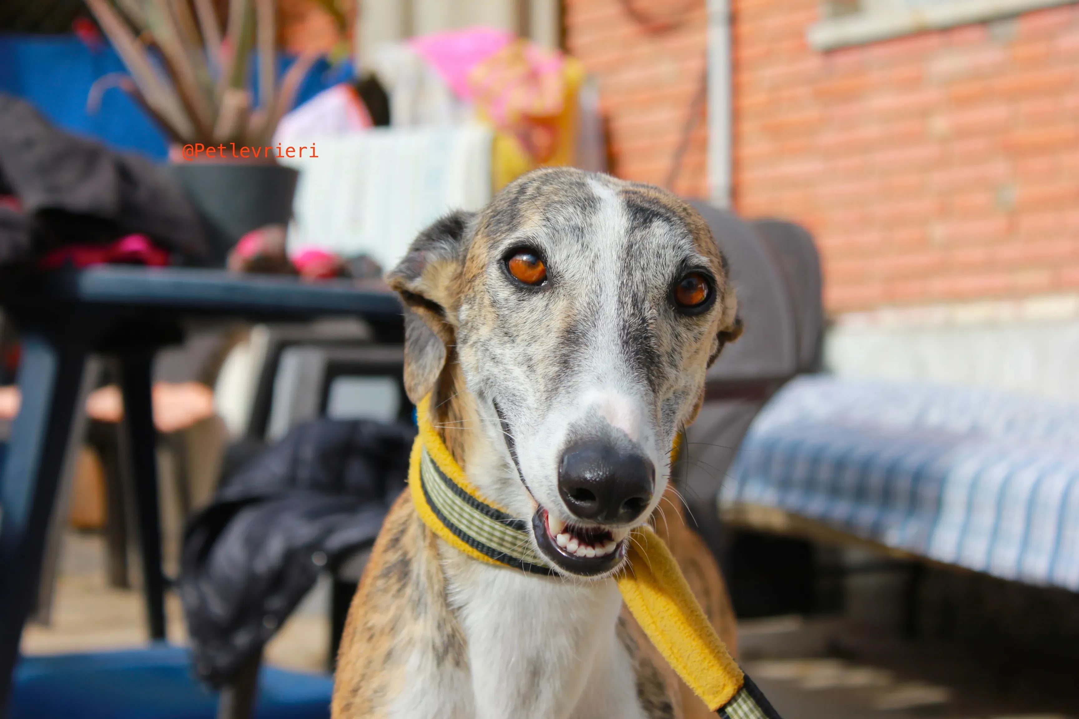 fantasiosa adozione levrieri galgo 9 1