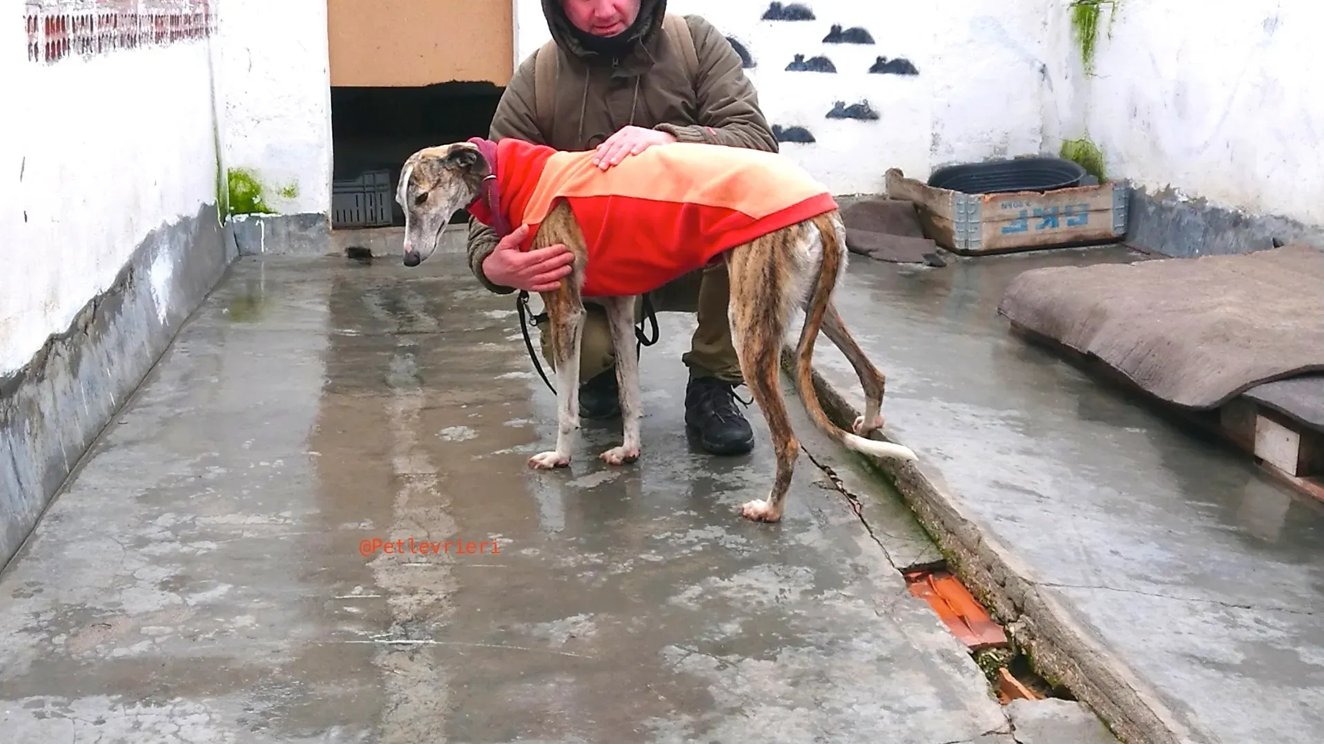 fantasiosa adozioni levriero galgo 30