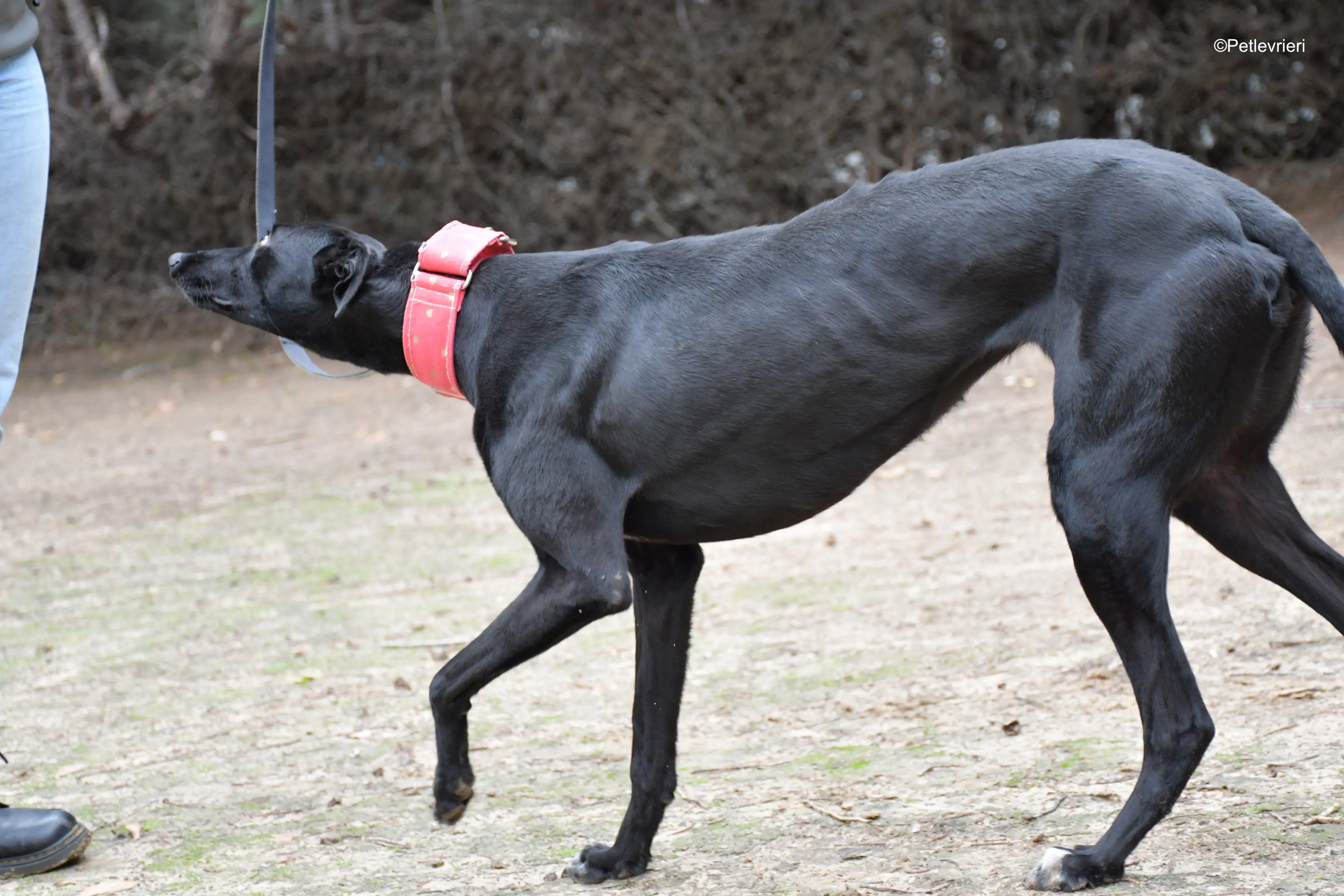 fany adozione levrieri galgo 1 1