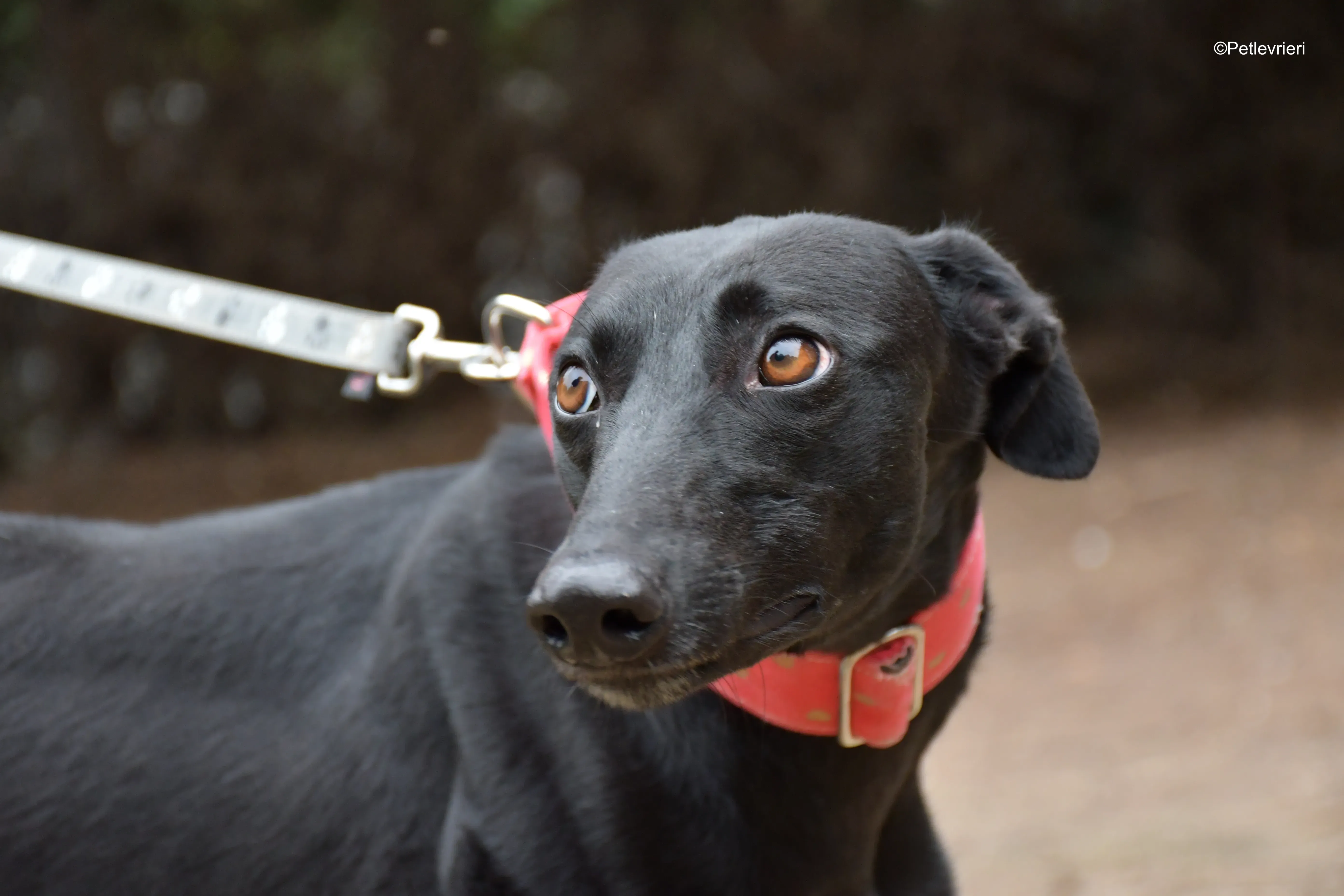 fany adozione levrieri galgo 10 1