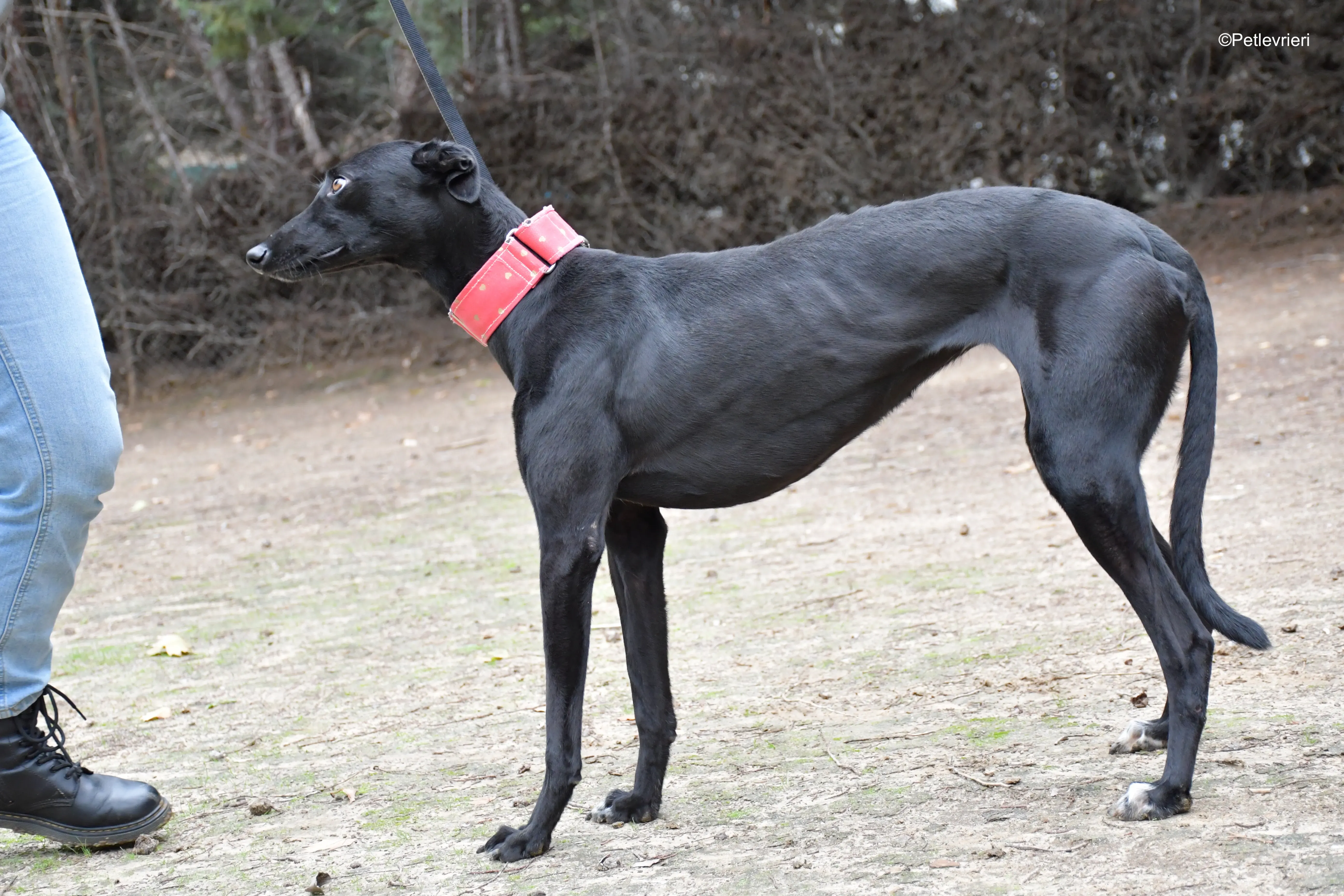 fany adozione levrieri galgo 11 1