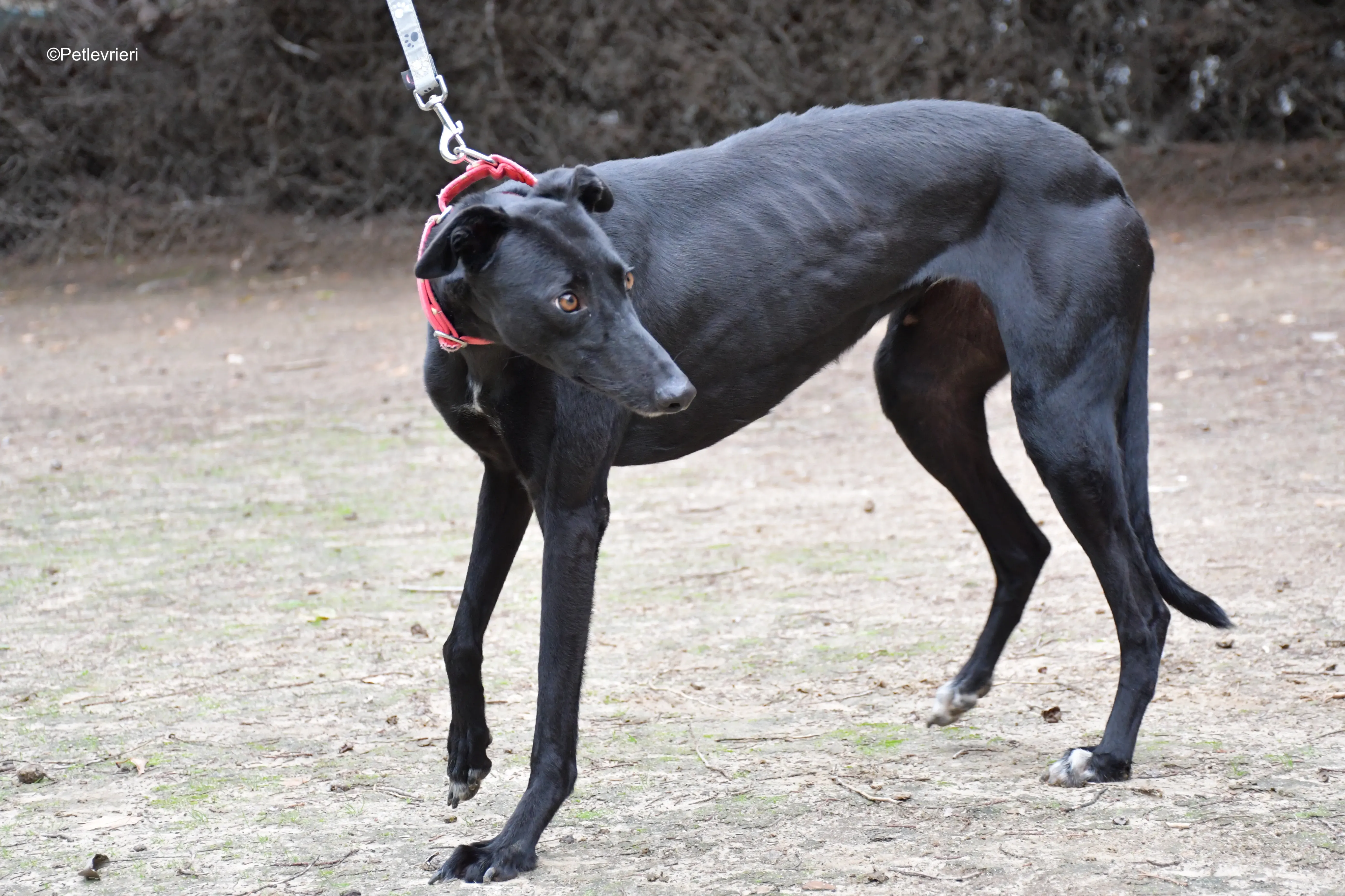 fany adozione levrieri galgo 12 1