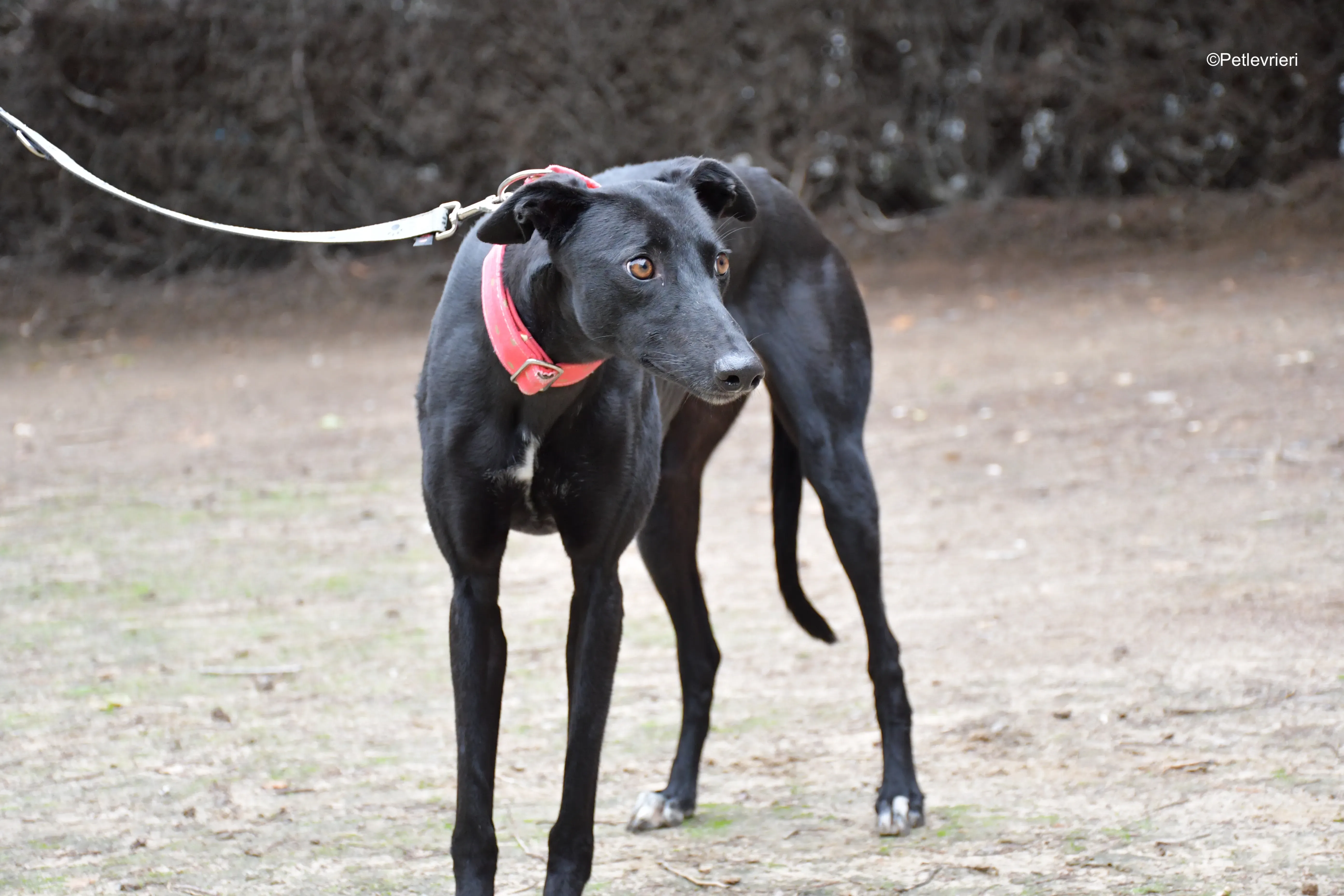 fany adozione levrieri galgo 13 1