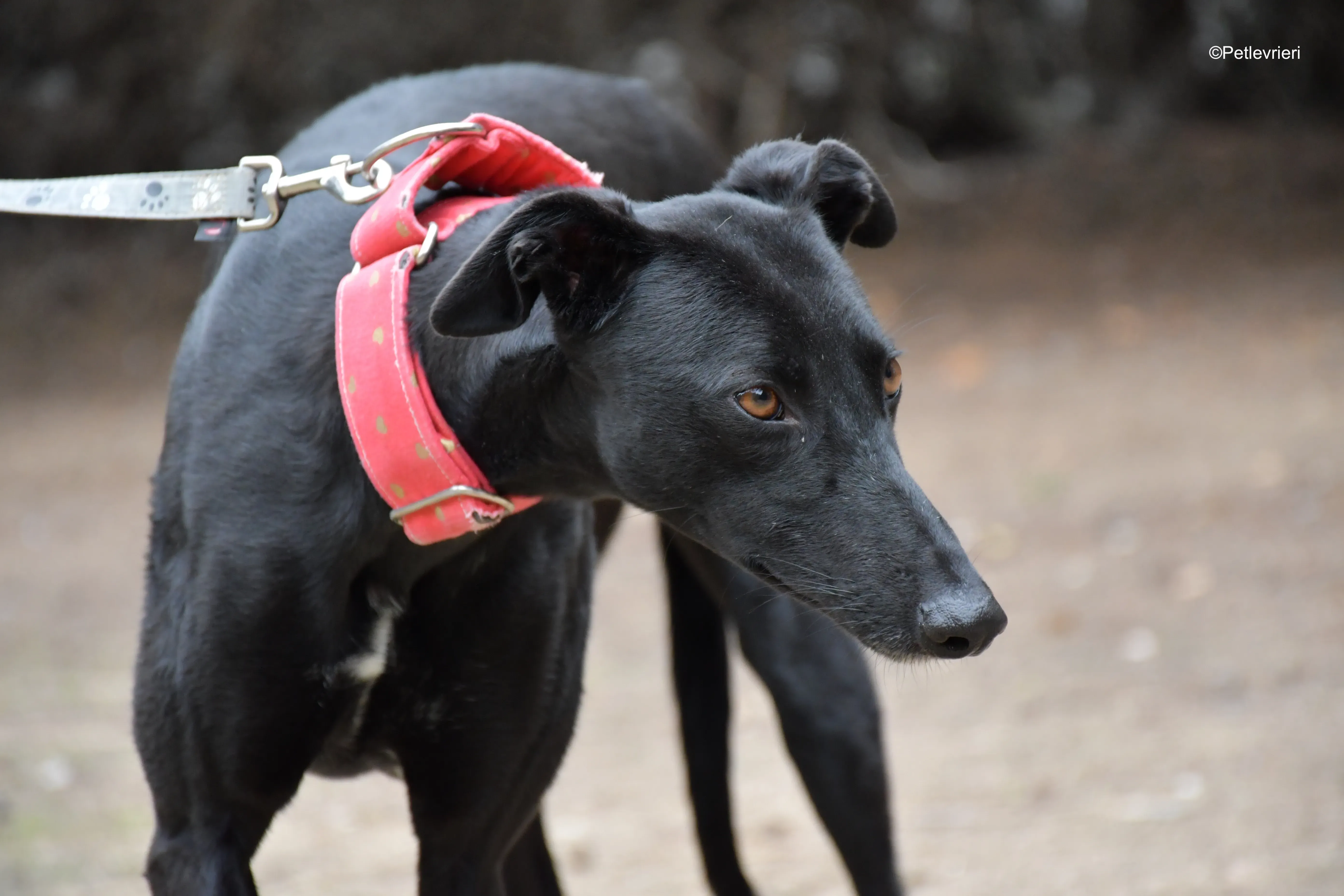 fany adozione levrieri galgo 14 1