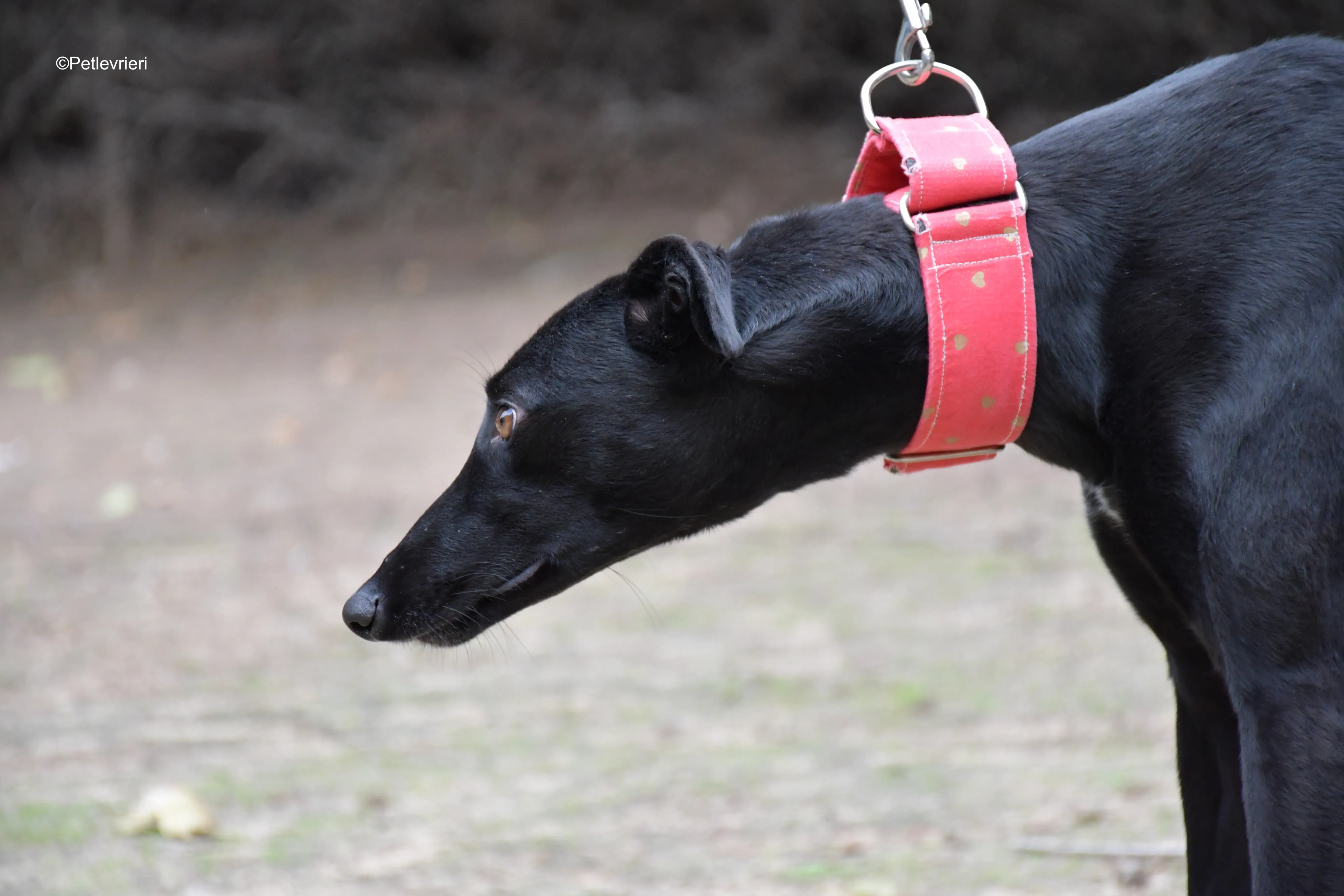 fany adozione levrieri galgo 2 1