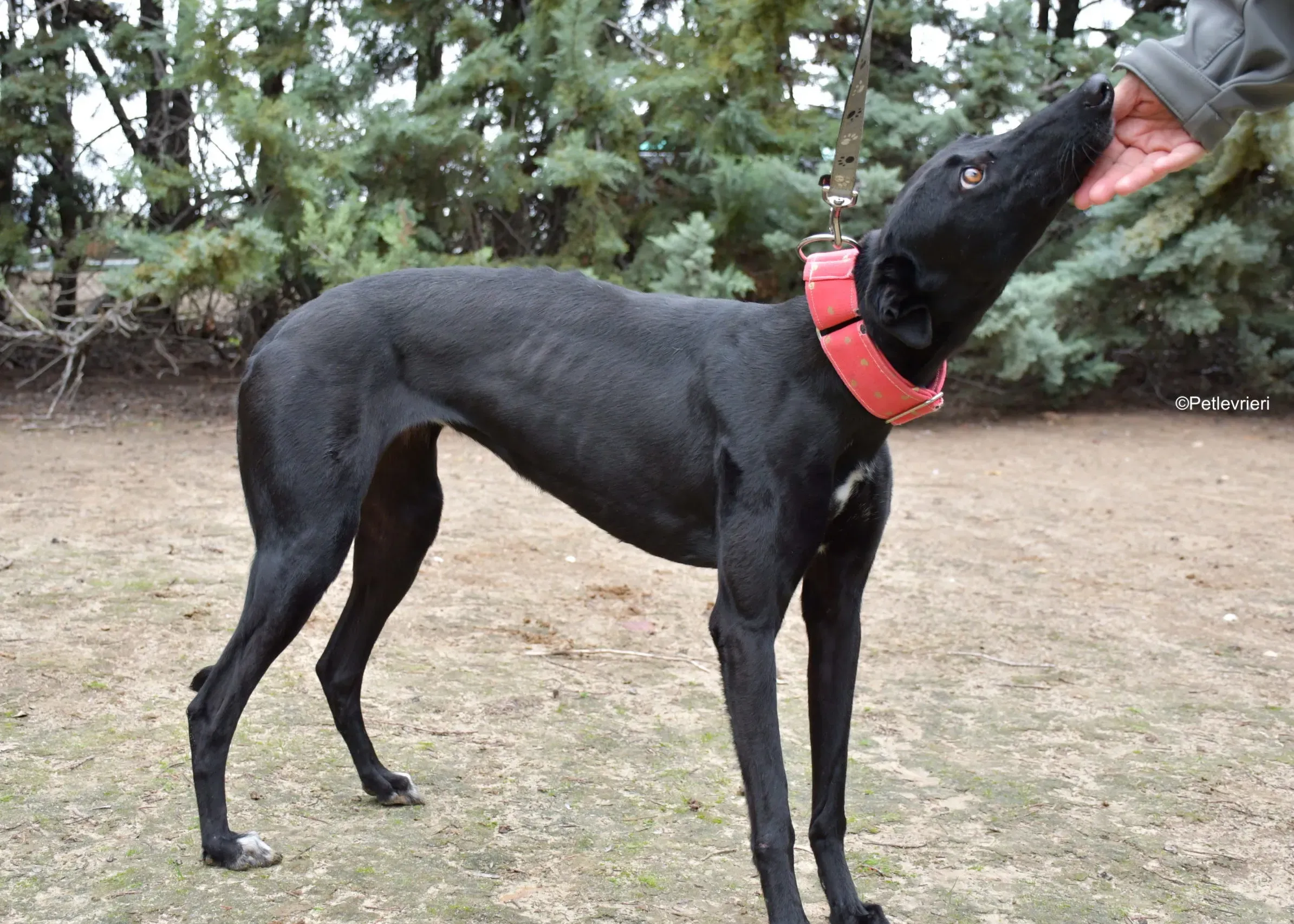 fany adozione levrieri galgo 3 1 scaled e1700492020956