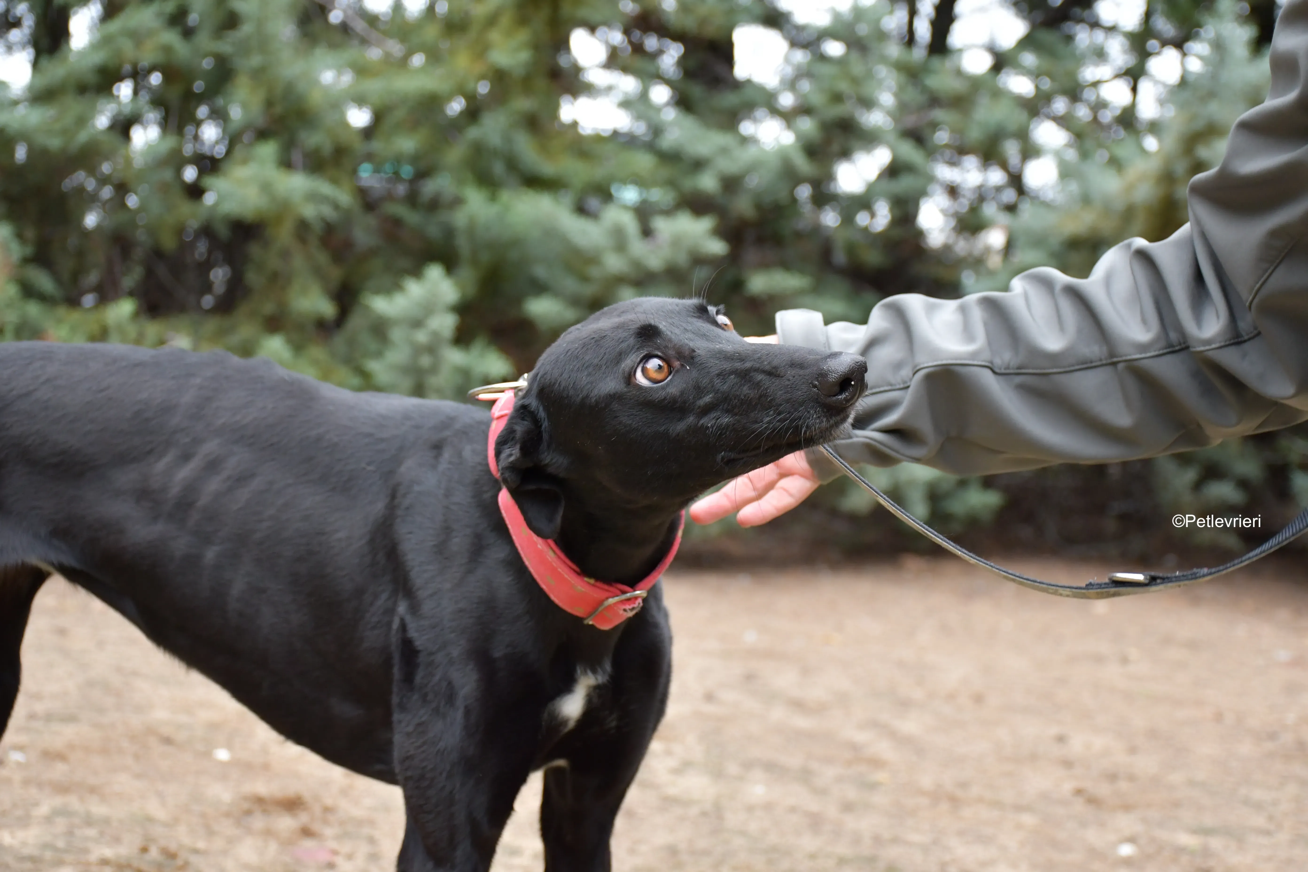 fany adozione levrieri galgo 4 1
