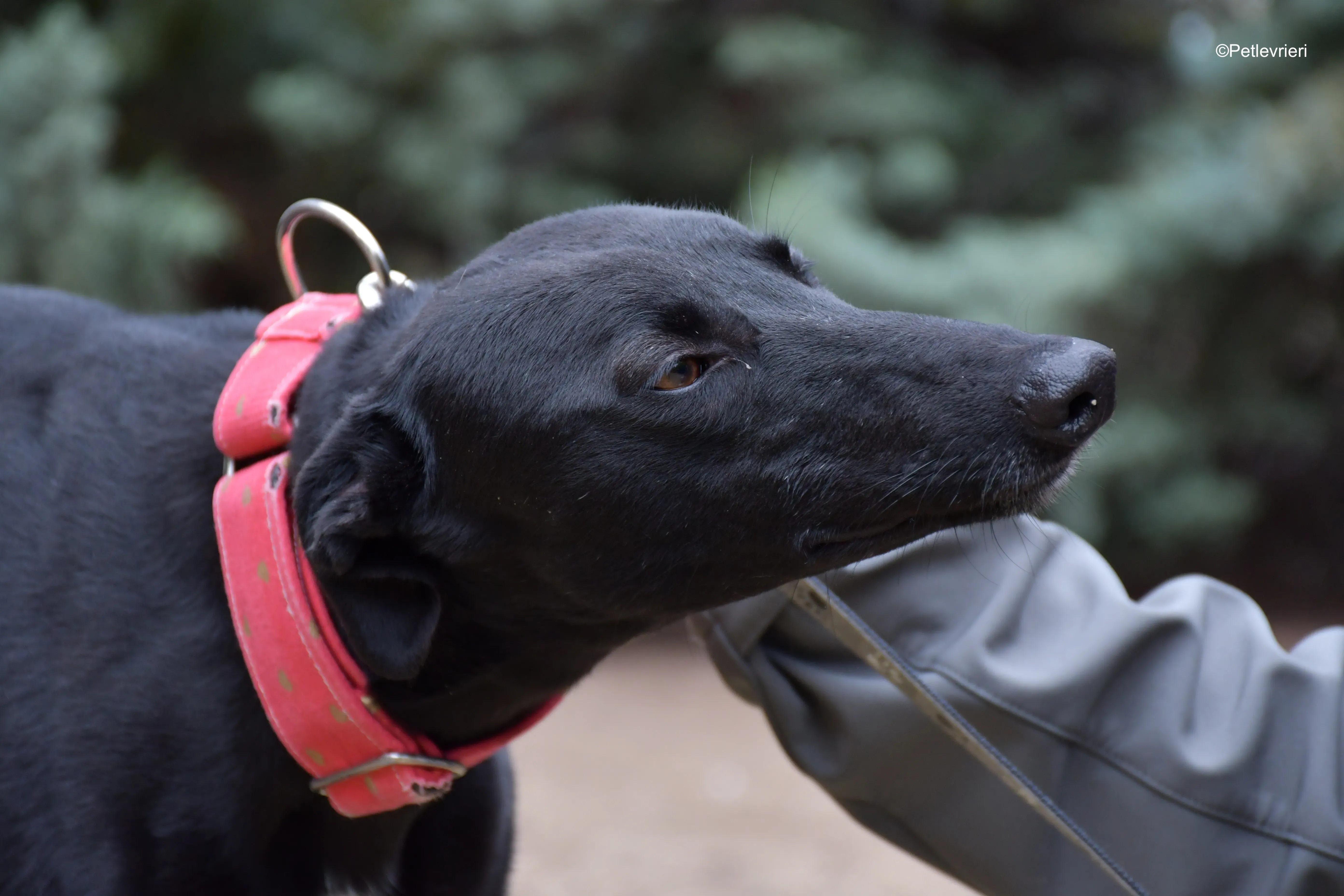 fany adozione levrieri galgo 5 1