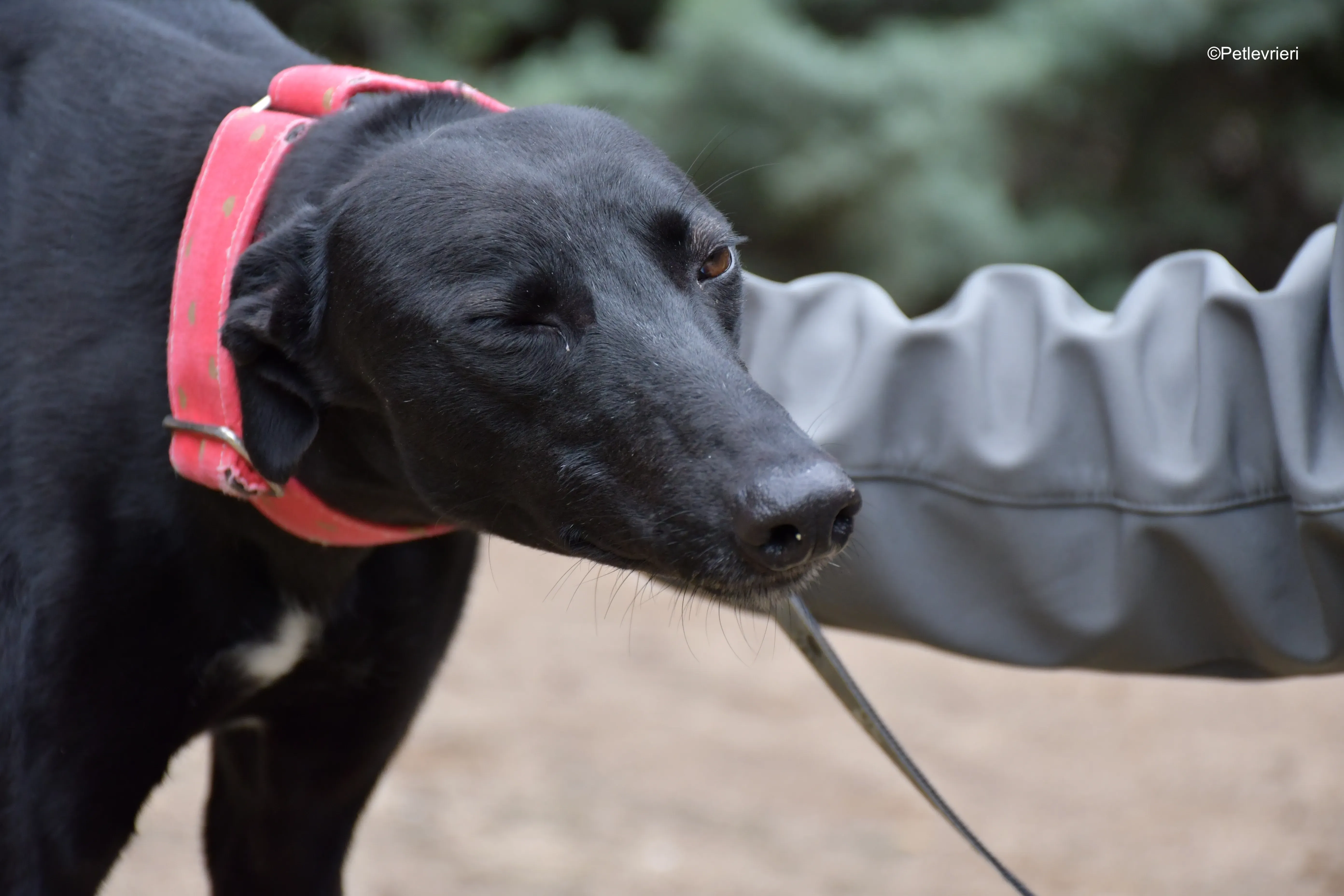 fany adozione levrieri galgo 6 1