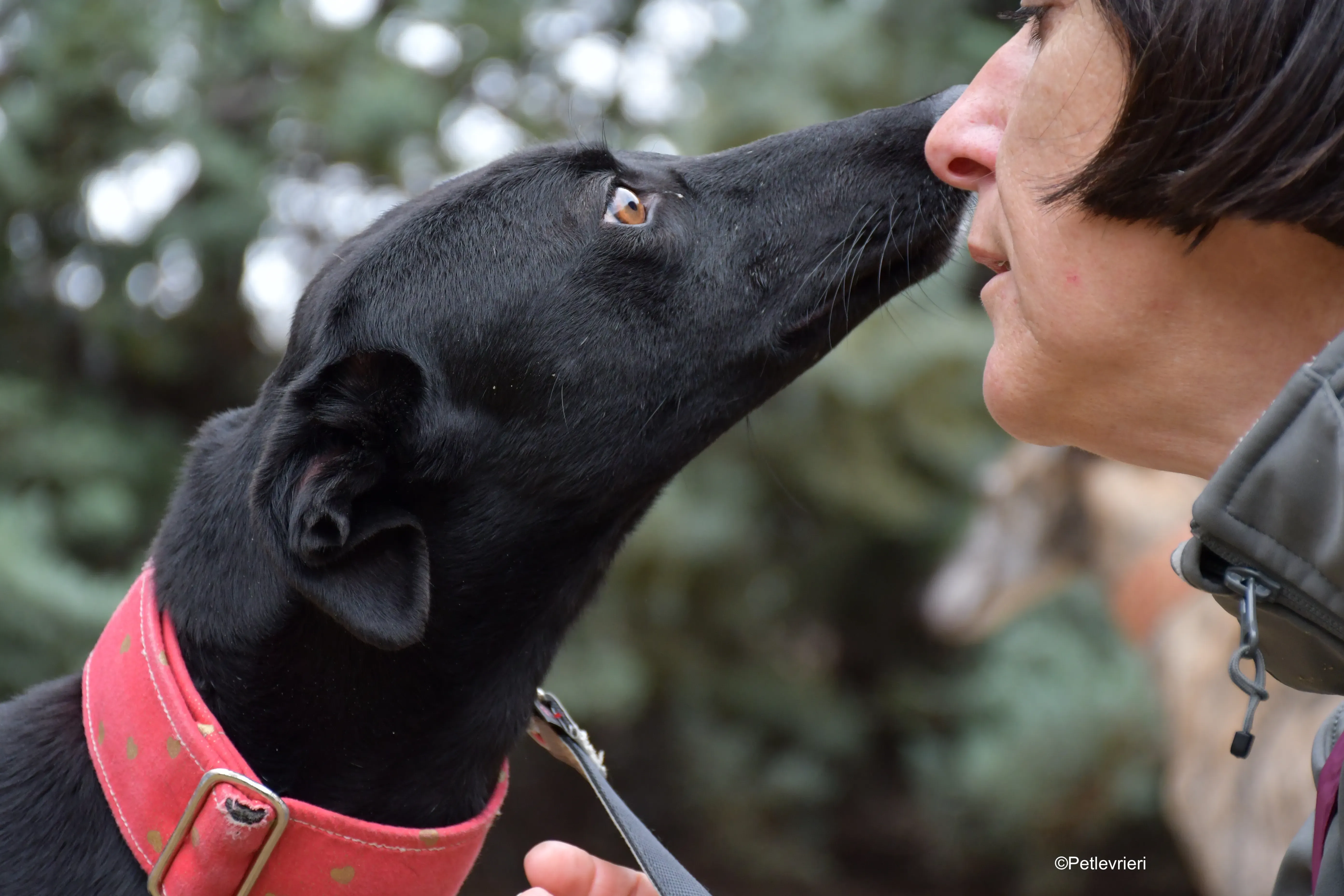 fany adozione levrieri galgo 7 1