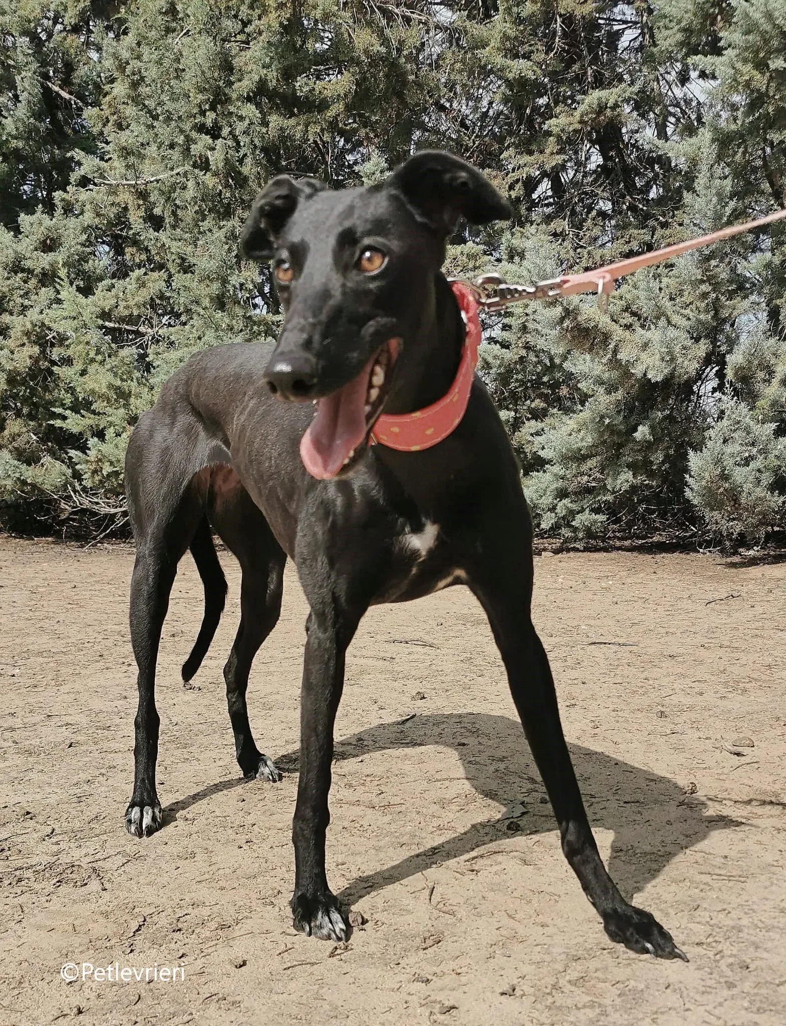 fany adozione levrieri galgo 8