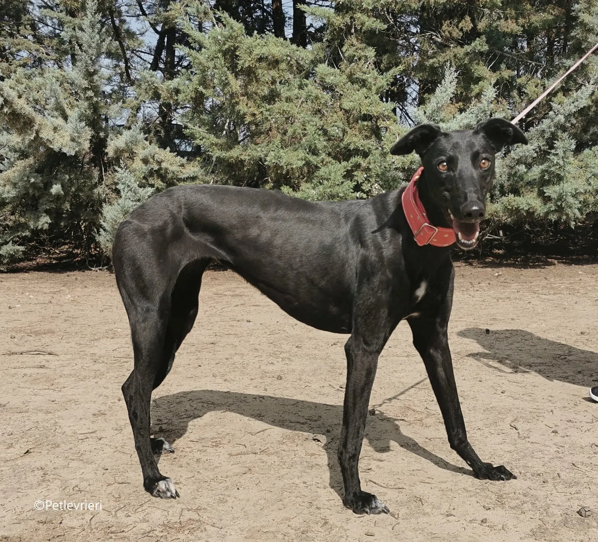 fany adozione levrieri galgo 9