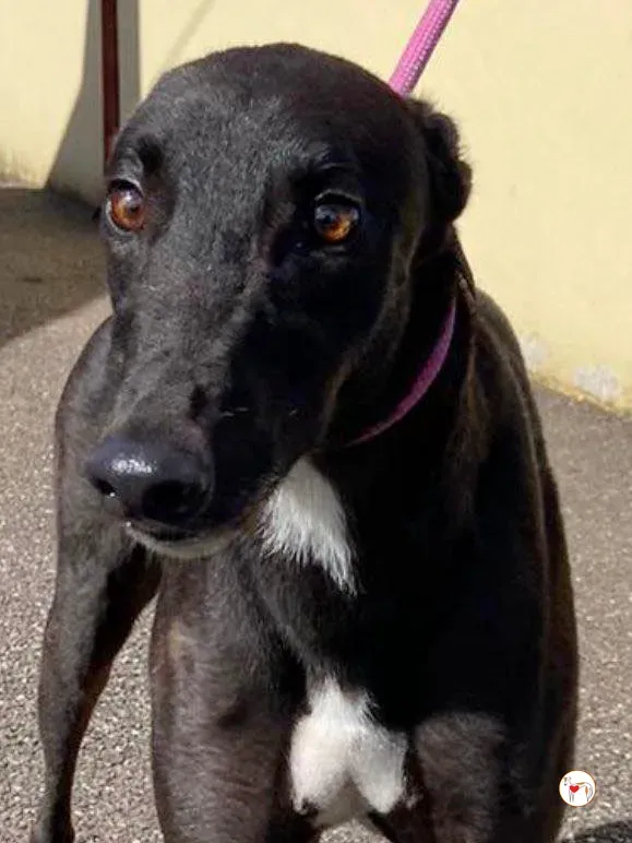 fargo grey adozione 01