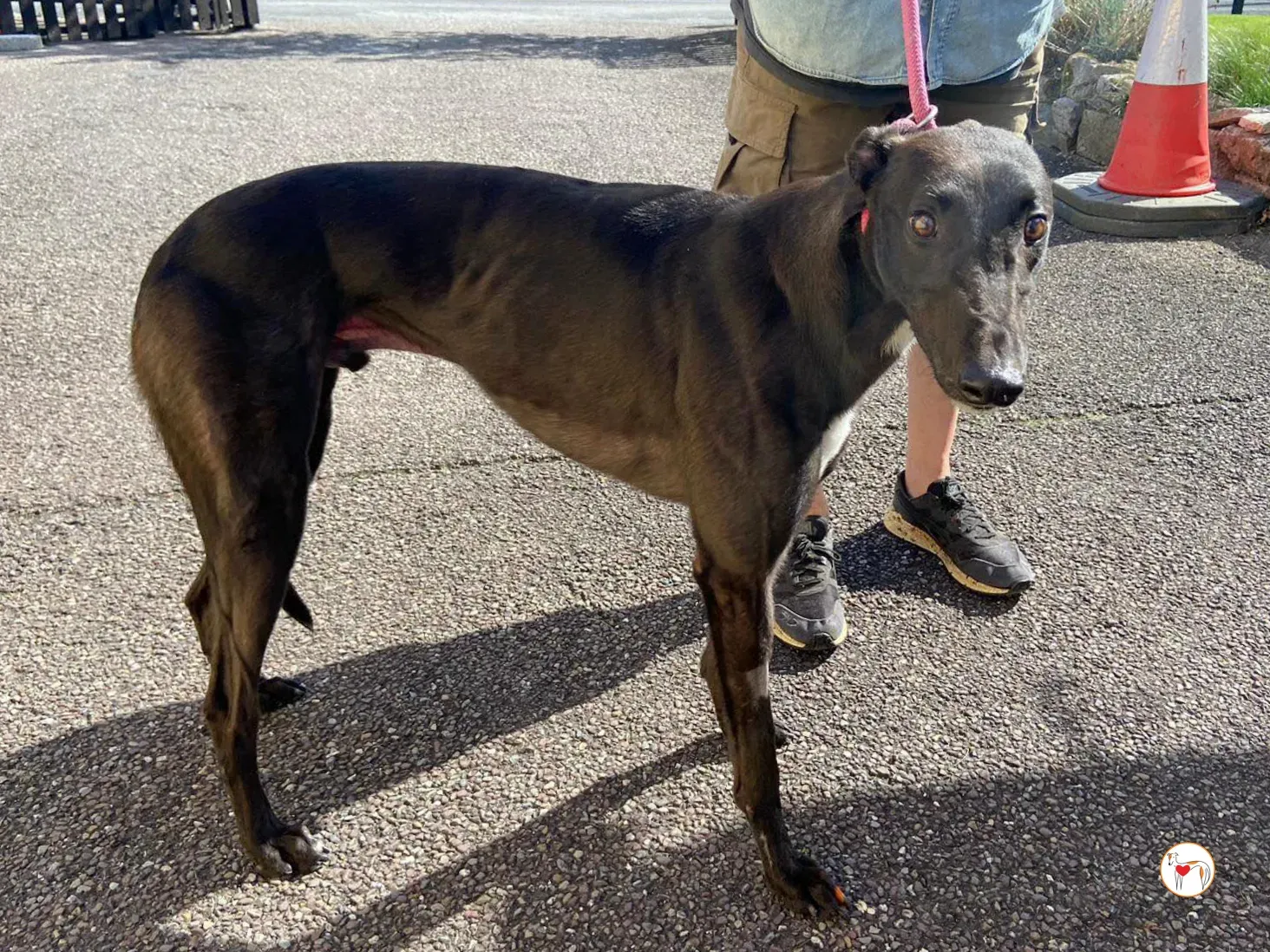 fargo grey adozione 02