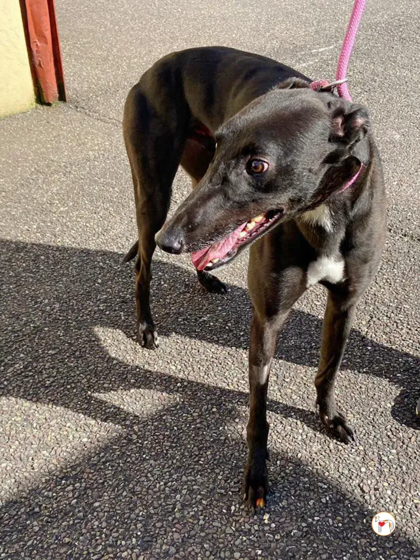 fargo grey adozione 03