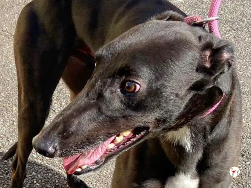 fargo grey adozione 04