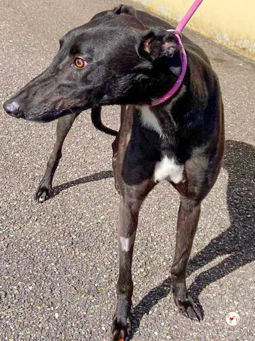 fargo grey adozione 05