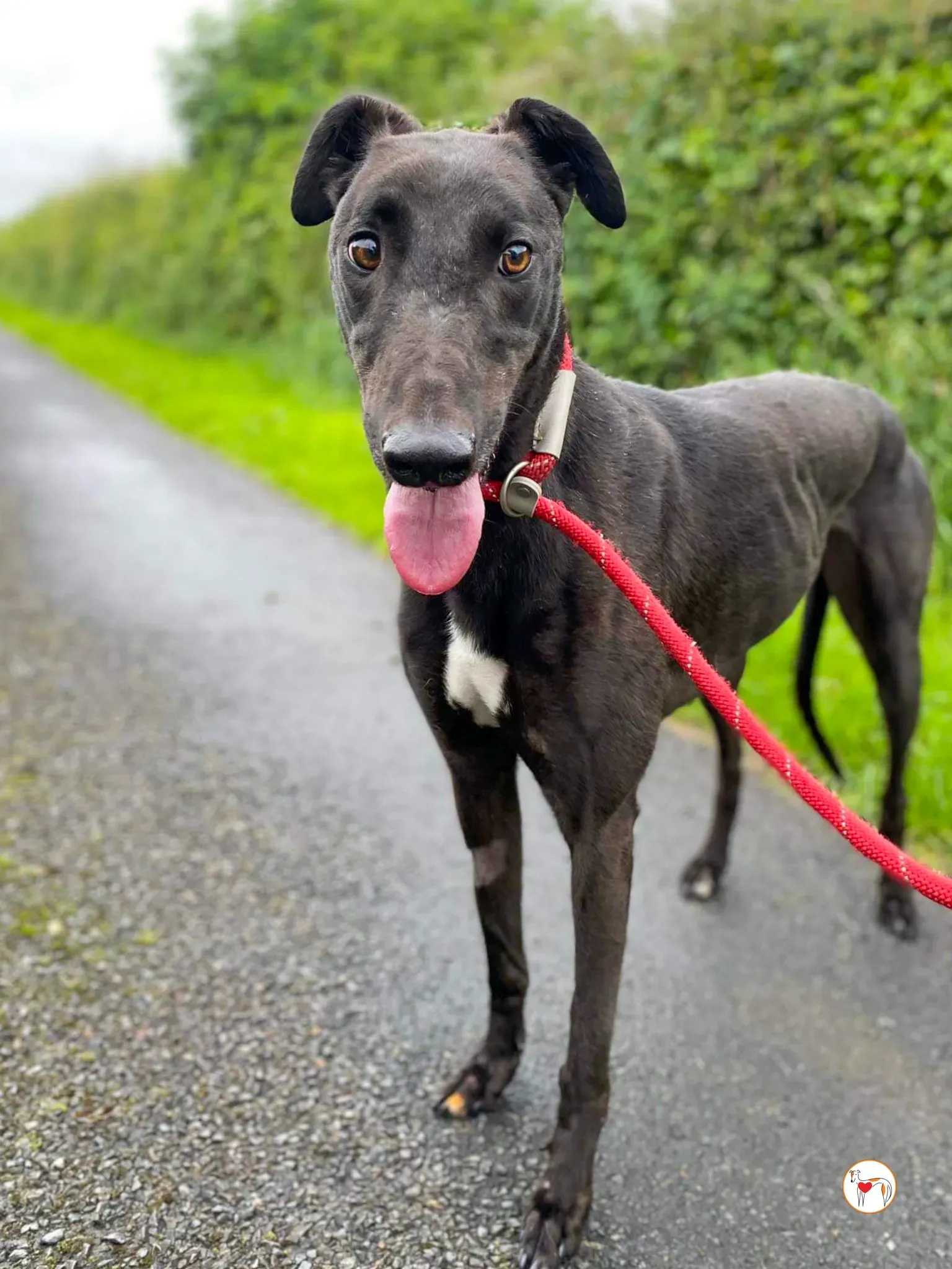 fargo grey adozione 06