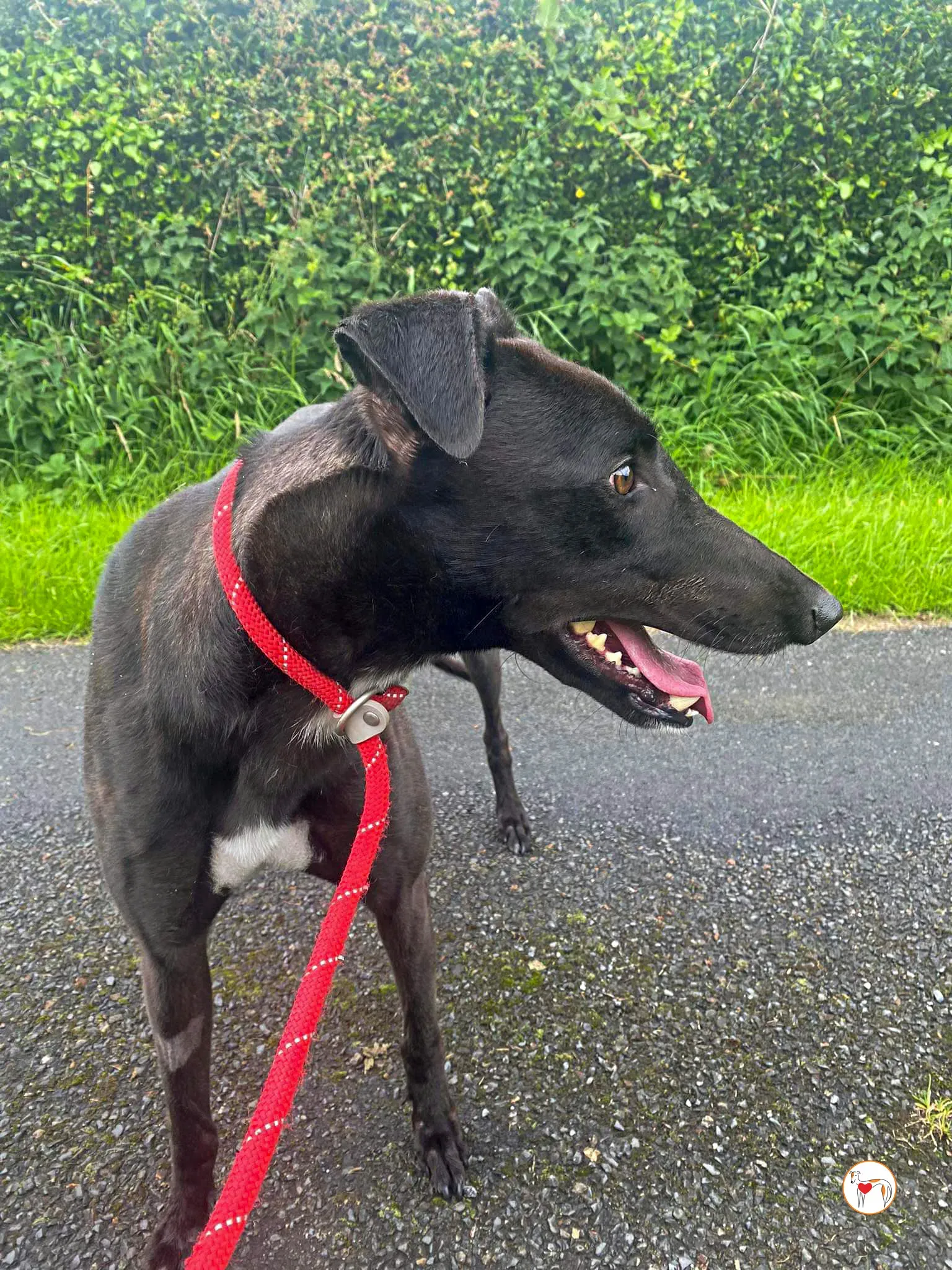 fargo grey adozione 07