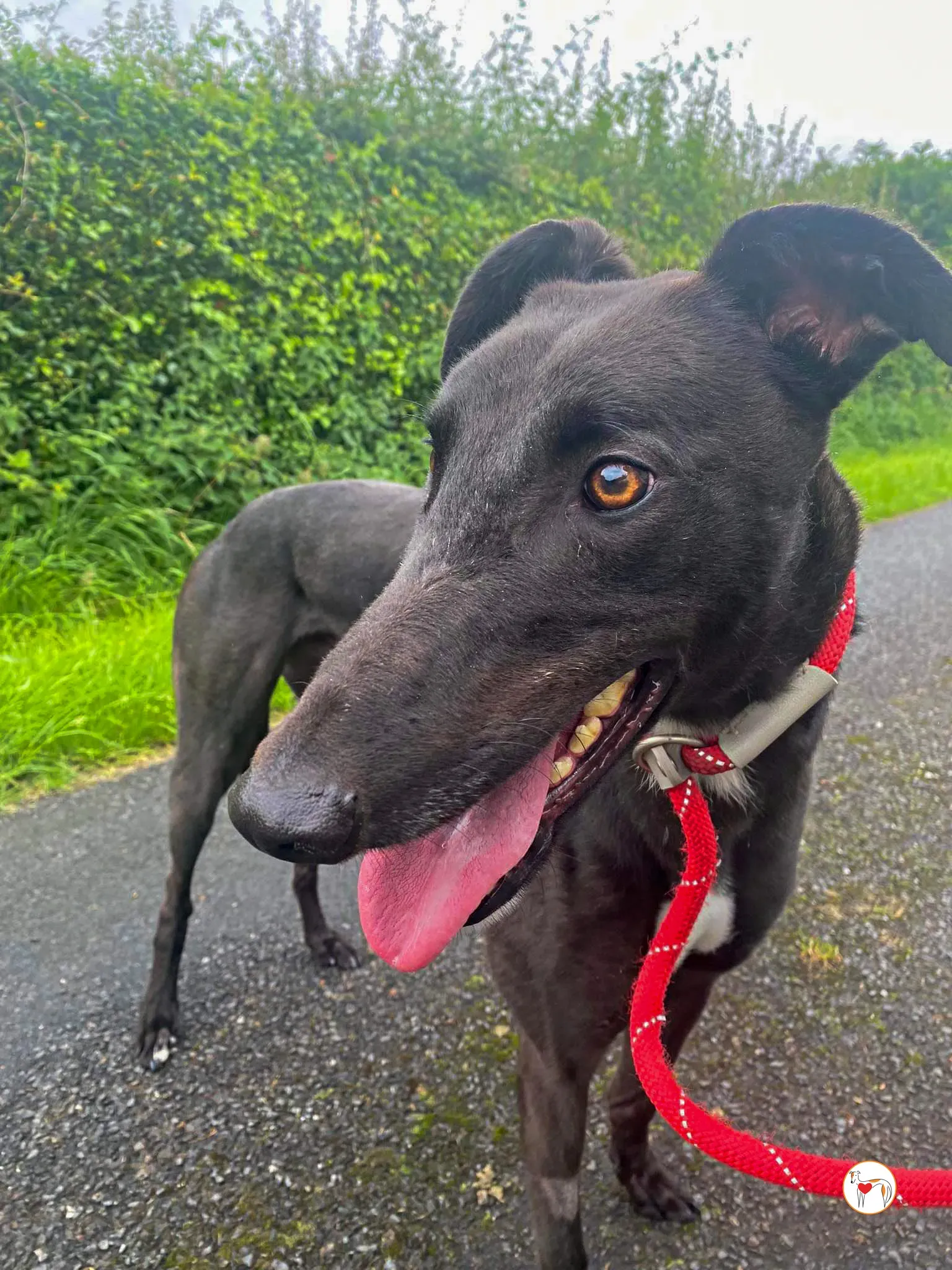 fargo grey adozione 08