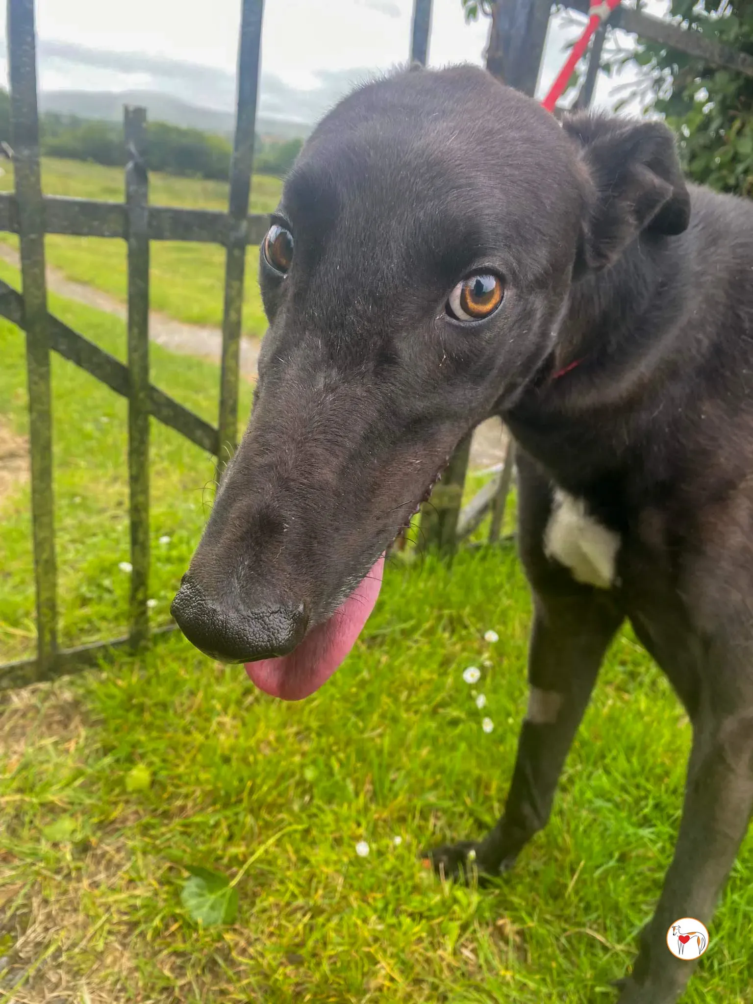 fargo grey adozione 09