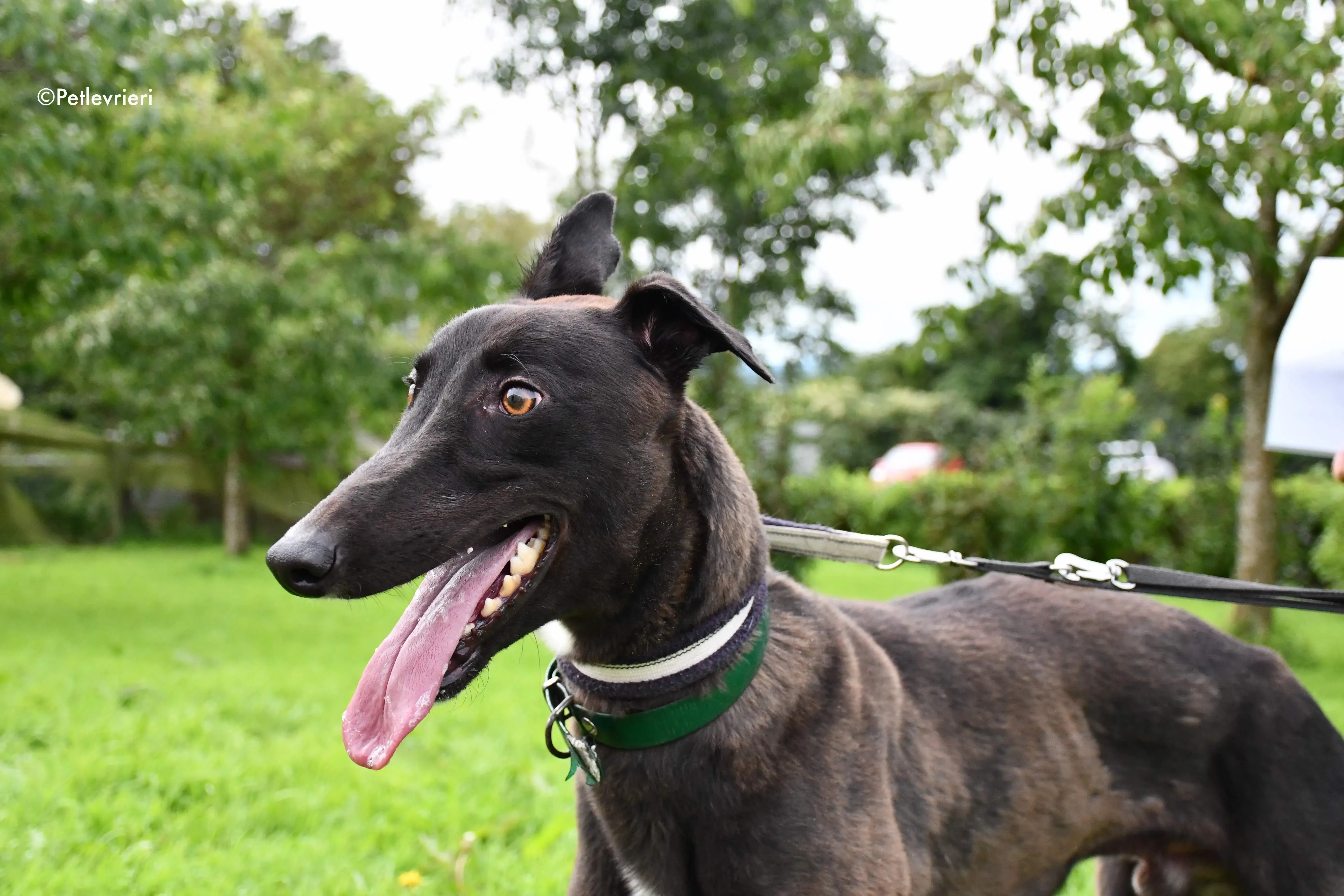 farlow adozione levrieri grehyound 1