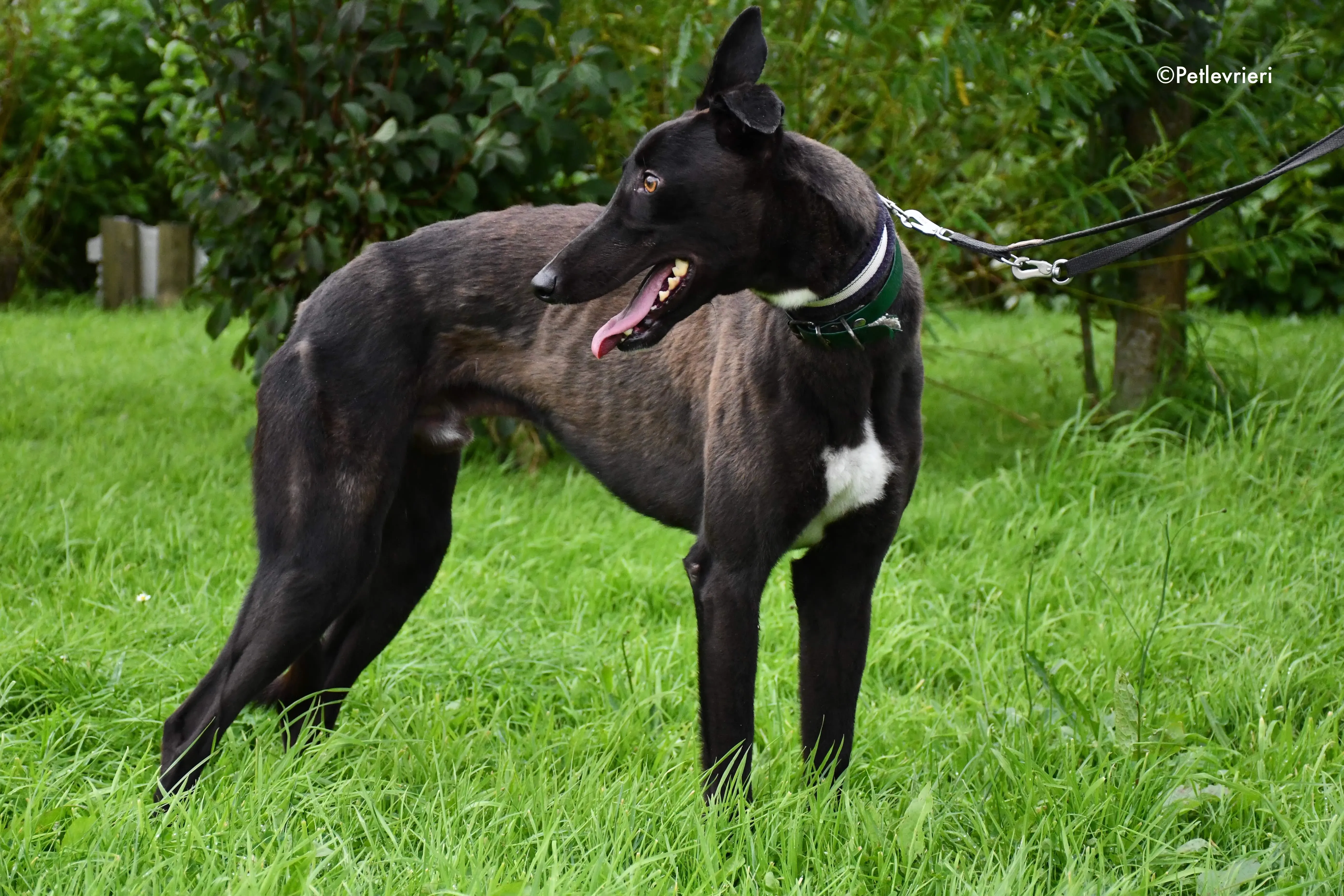 farlow adozione levrieri grehyound 2