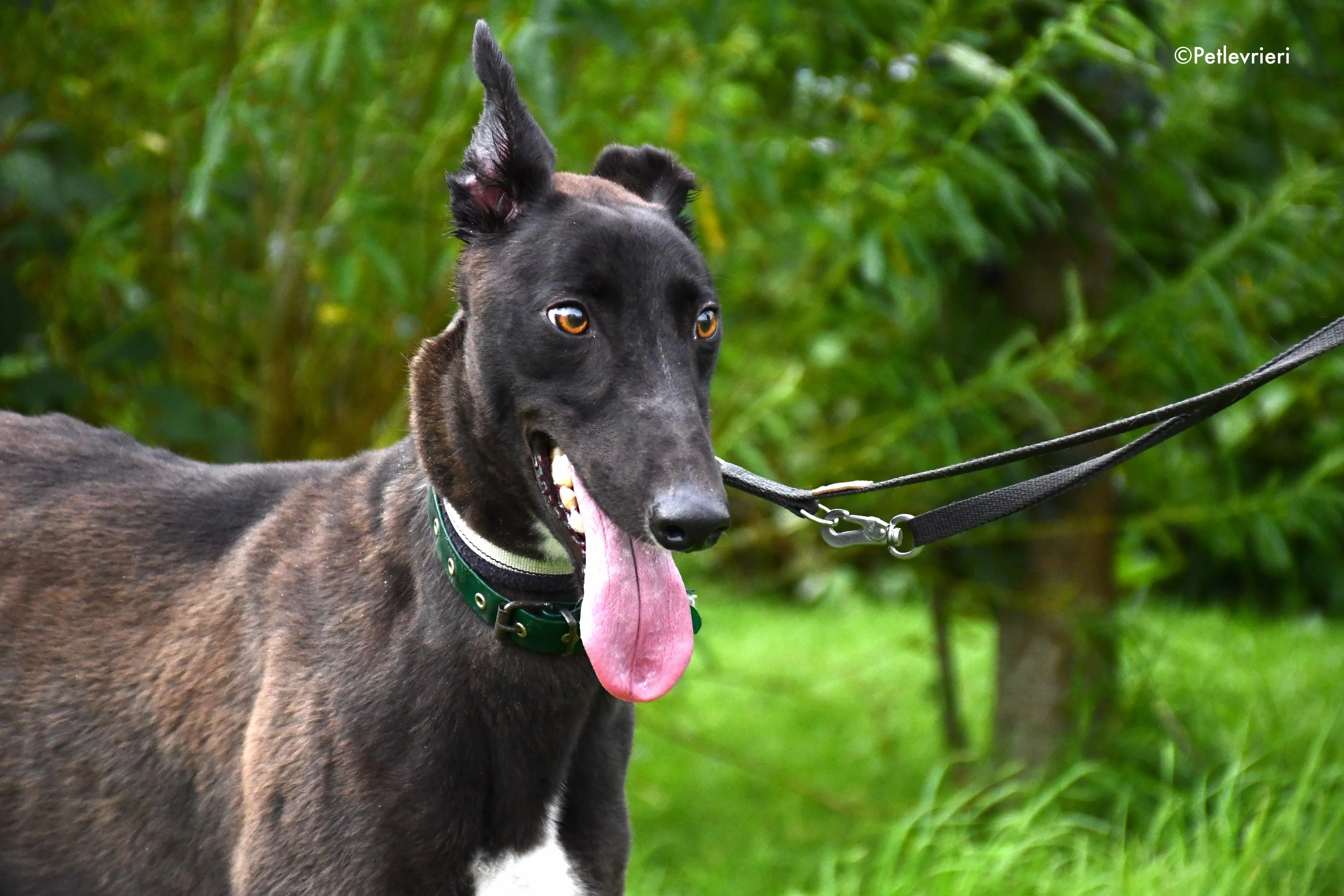 farlow adozione levrieri grehyound 3